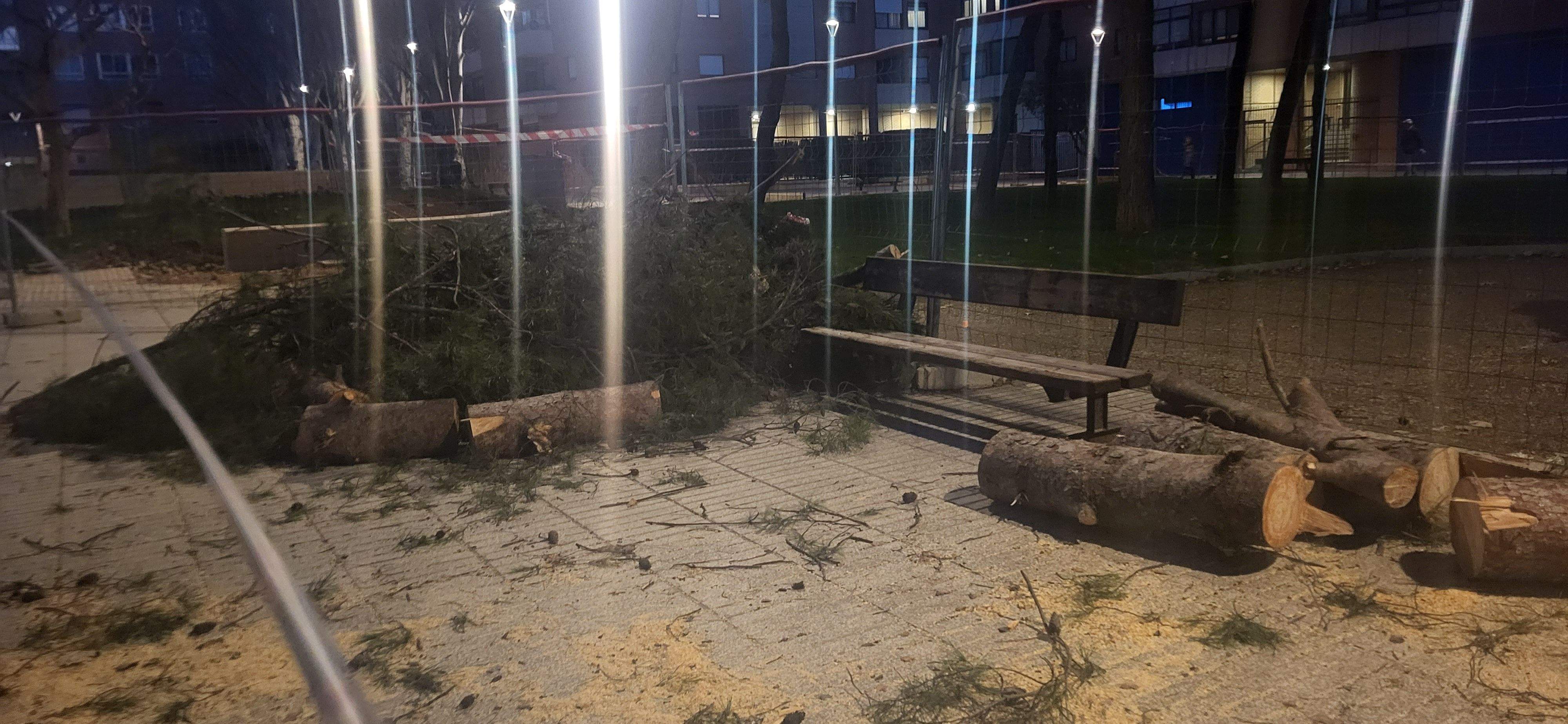 Imágenes de los pinos caídos este lunes en el Parque San Martín. Foto Myriam Martínez 