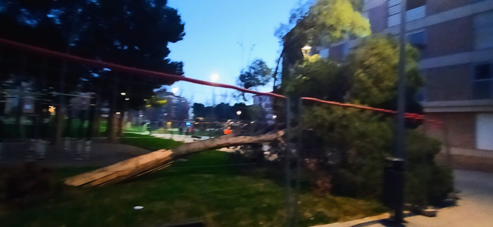 Imágenes de los pinos caídos este lunes en el Parque San Martín. Foto Joaquín Santafé