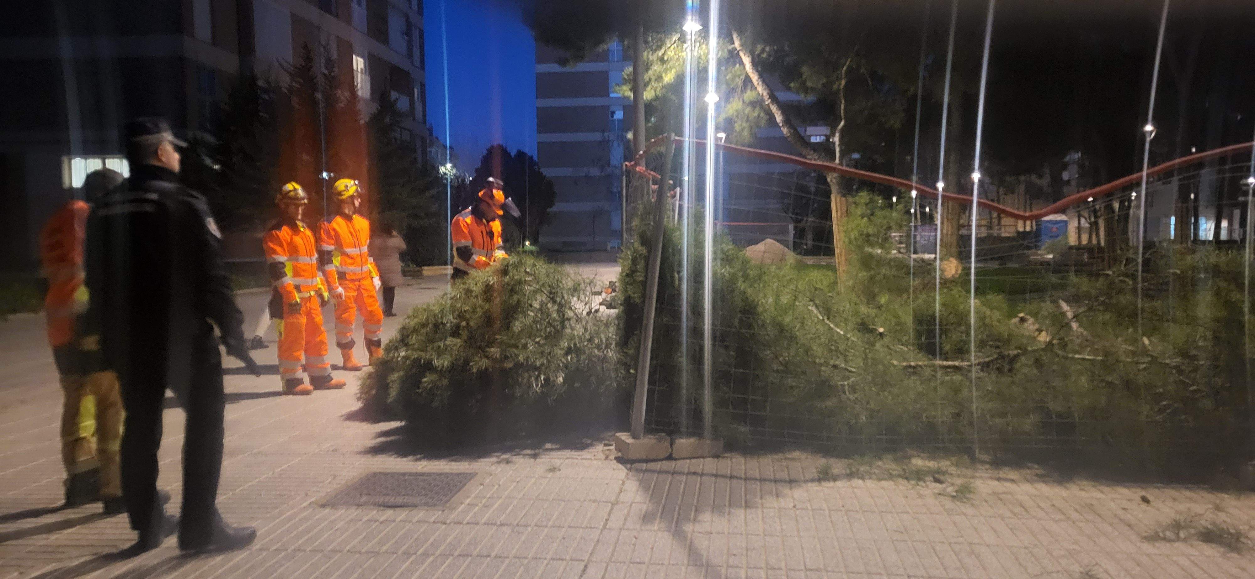 Imágenes de los pinos caídos este lunes en el Parque San Martín. Foto Myriam Martínez 