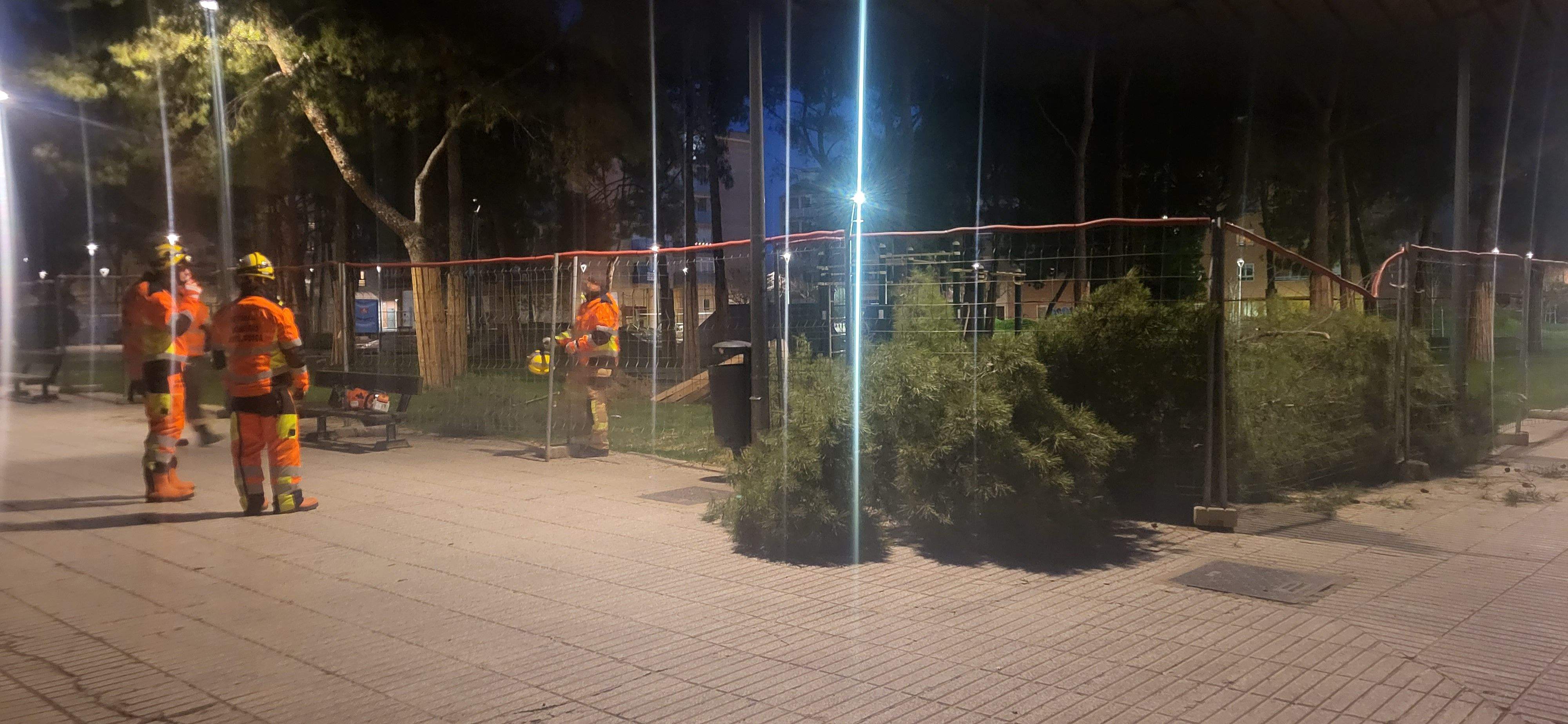 Imágenes de los pinos caídos este lunes en el Parque San Martín. Foto Myriam Martínez 