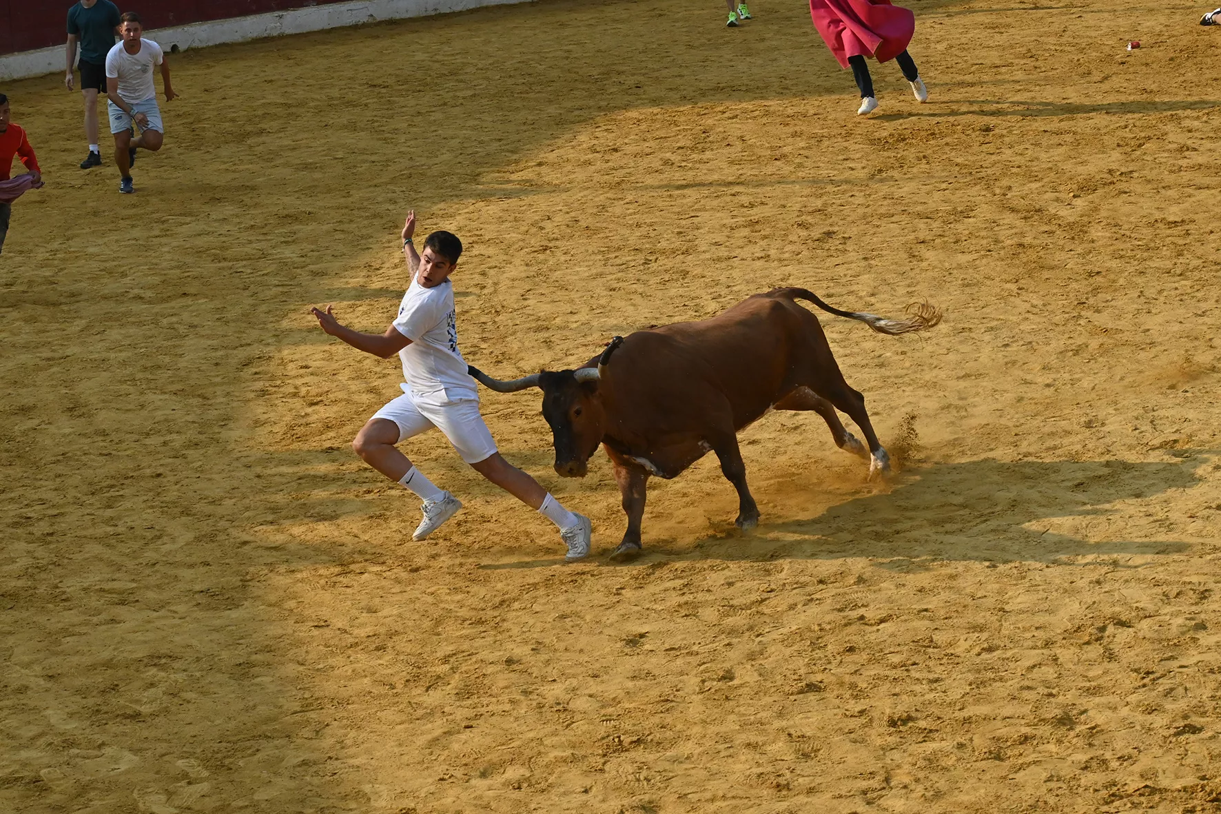 Vaquillas del 15 de agosto. Foto Carlos Jalle 