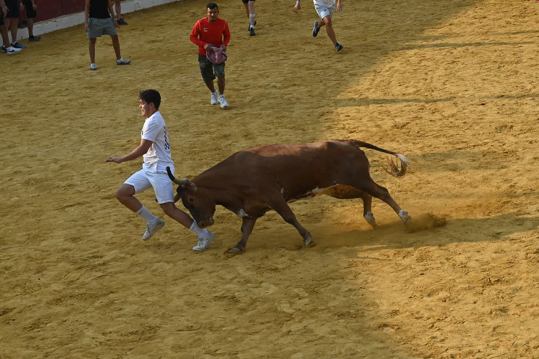 Vaquillas del 15 de agosto. Foto Carlos Jalle 