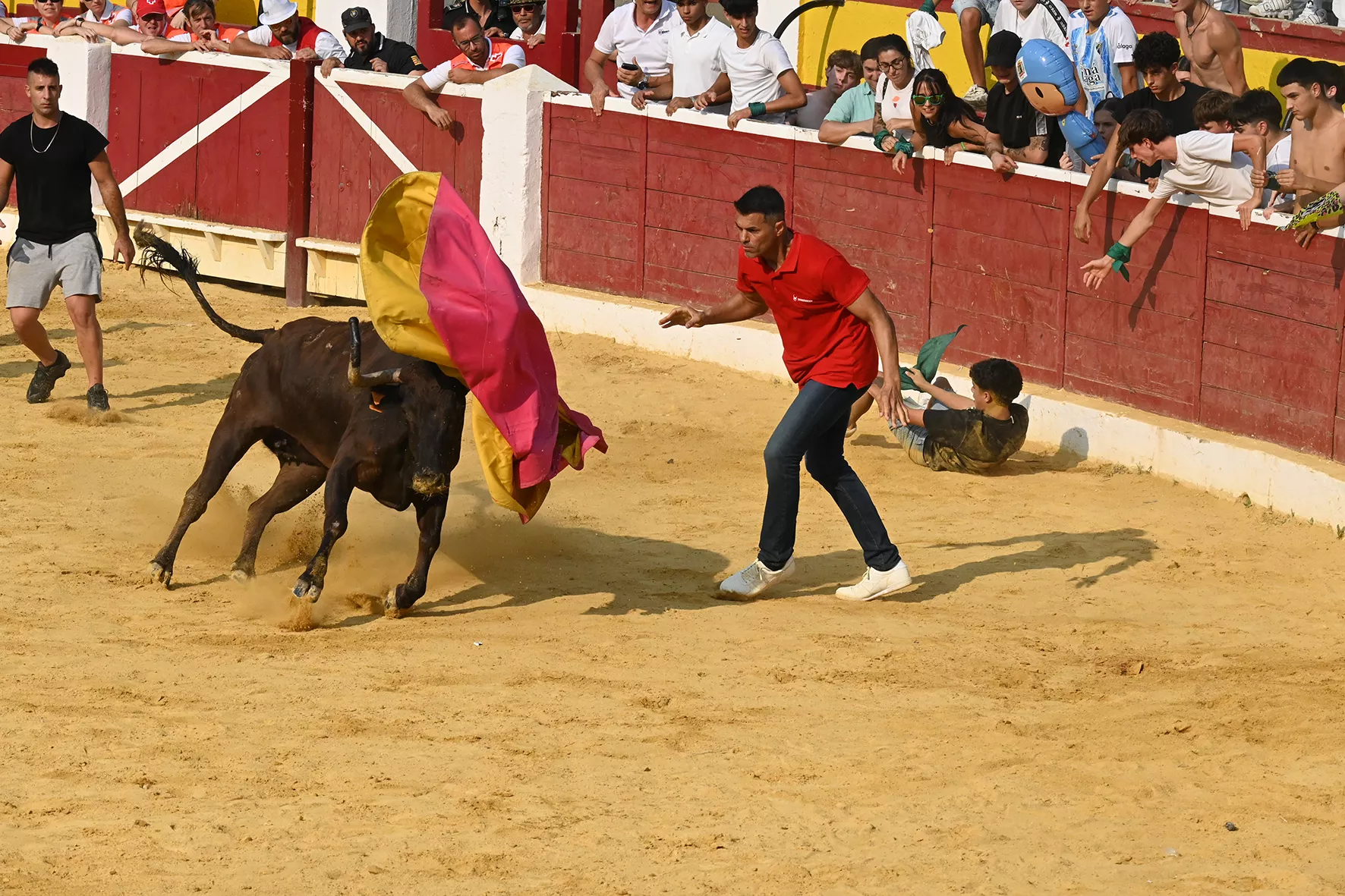 Vaquillas del 15 de agosto. Foto Carlos Jalle 