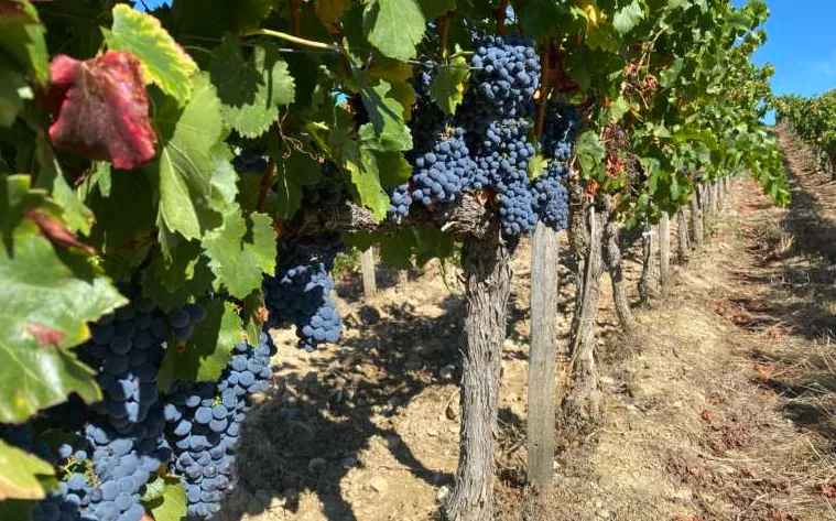 Uaga pide definir la normativa de prevención antiincendios para "evitar la paralización total del sector primario". Uaga pide definir la normativa de prevención antiincendios para "evitar la paralización total del sector primario".