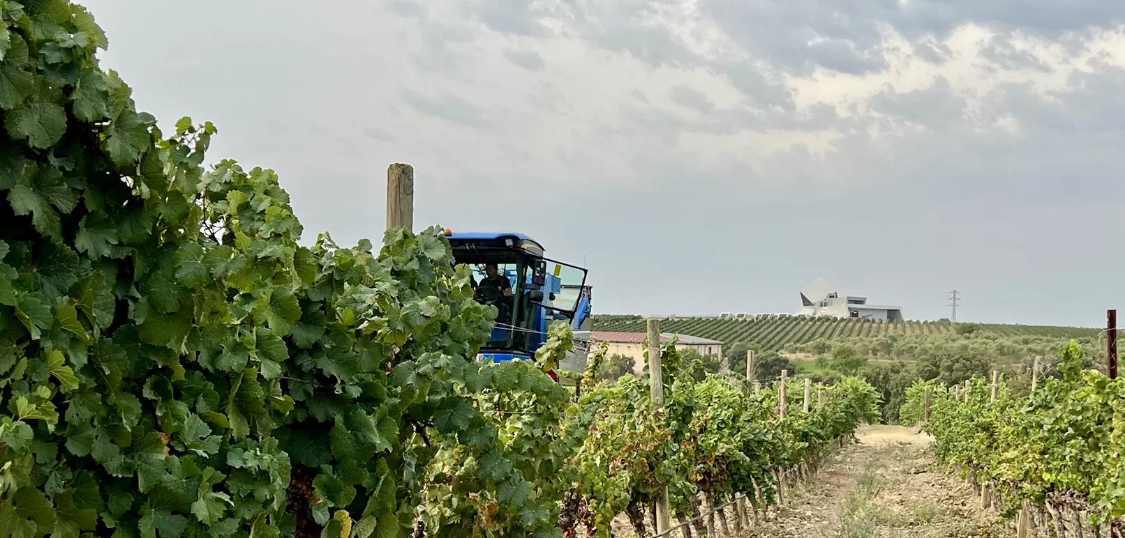 Vendimia en Sommos esta mañana