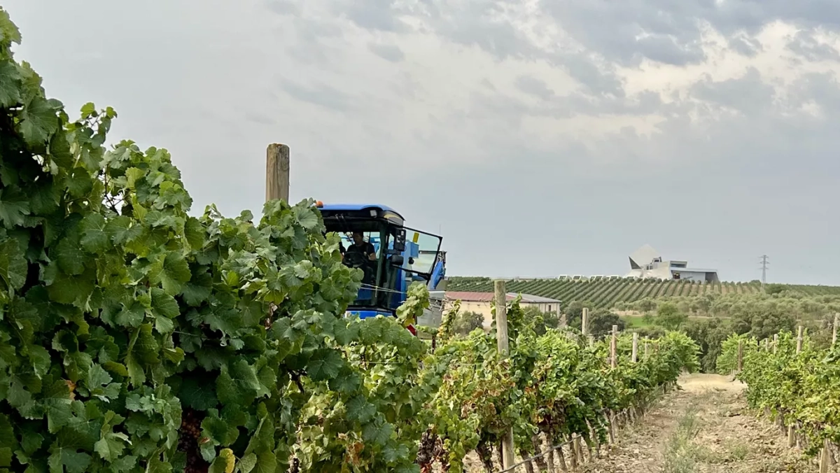 Sommos inicia la vendimia 2025 con la recolección de gewürztraminer