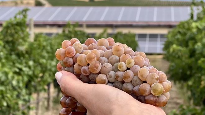 Sommos vendimia 2025 1 (002)