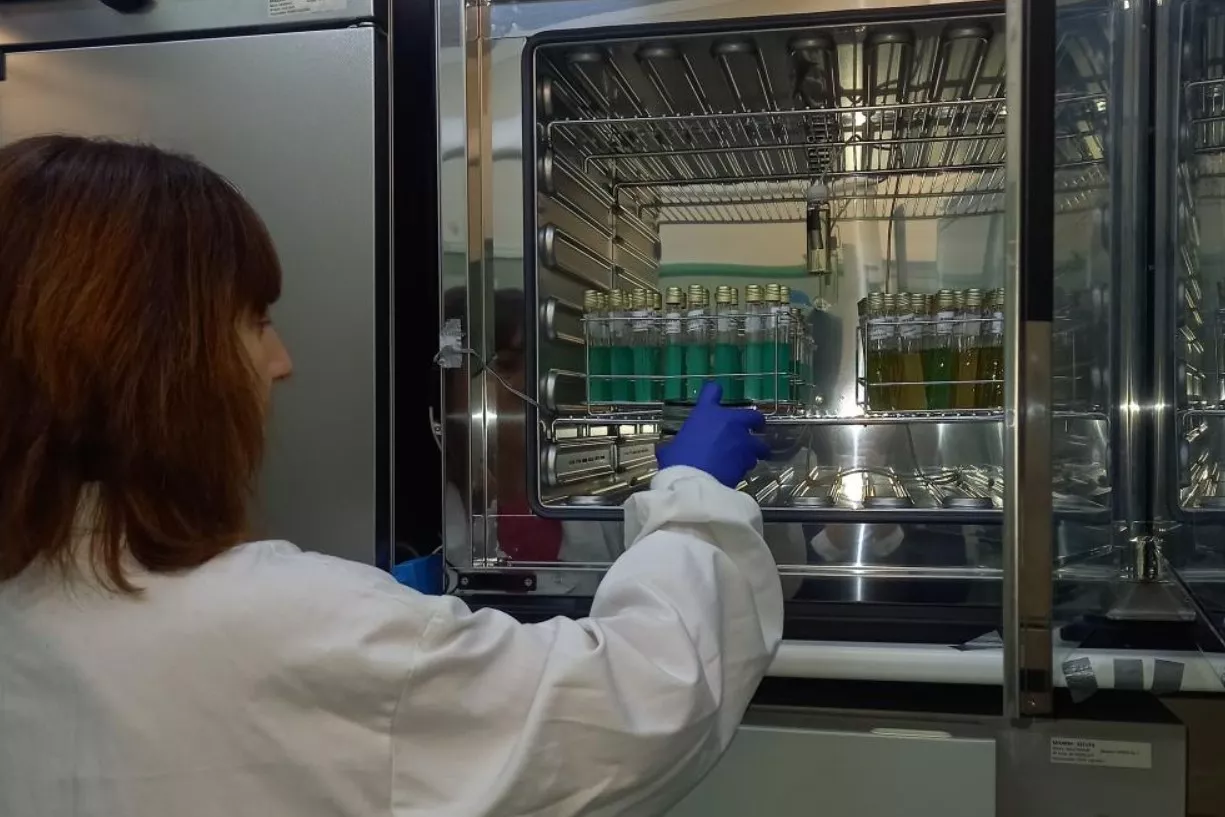 Trabajos del estudio genético del brote de salmonelosis en Barbastro