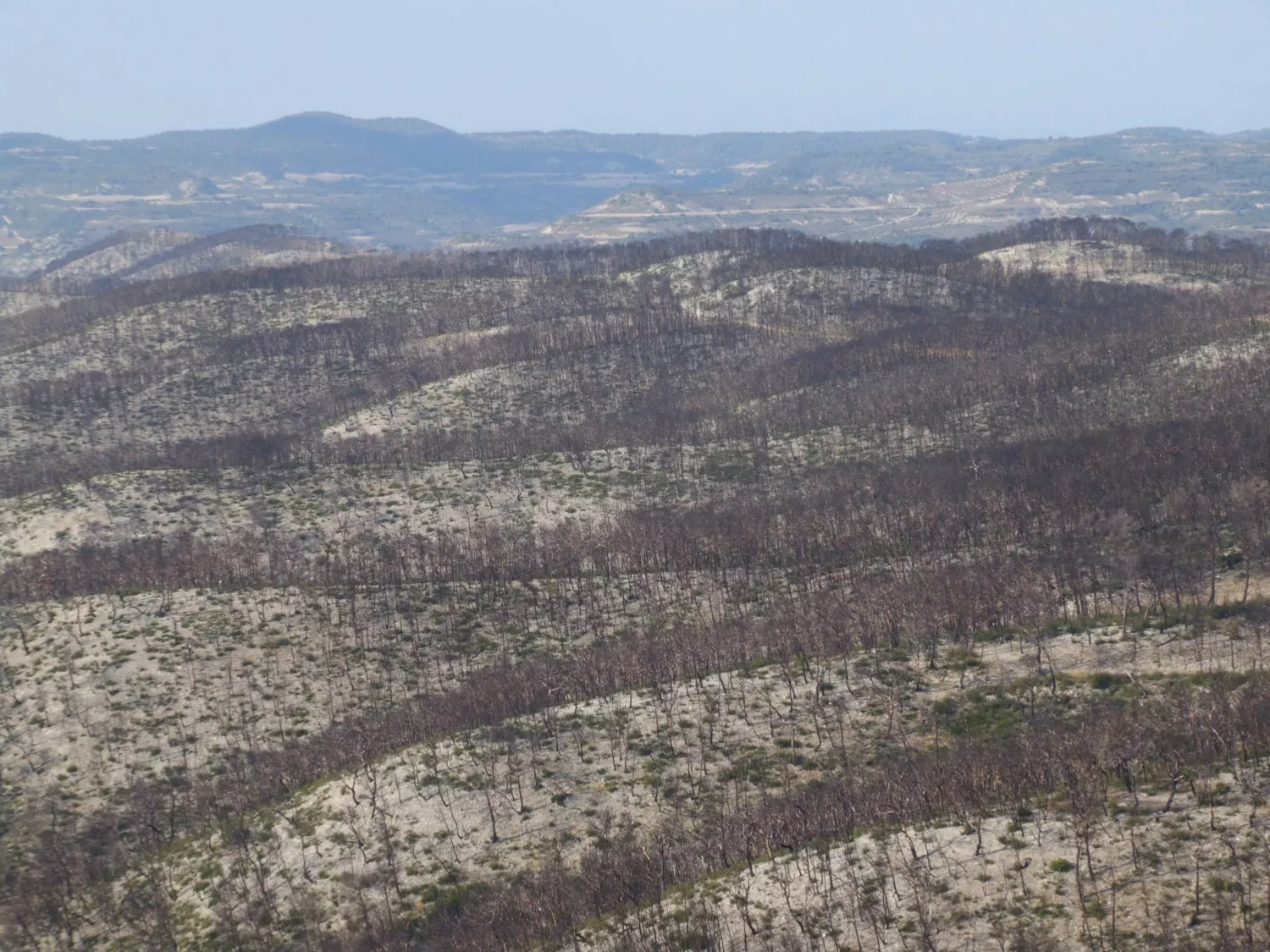 Monte quemado Monte quemado