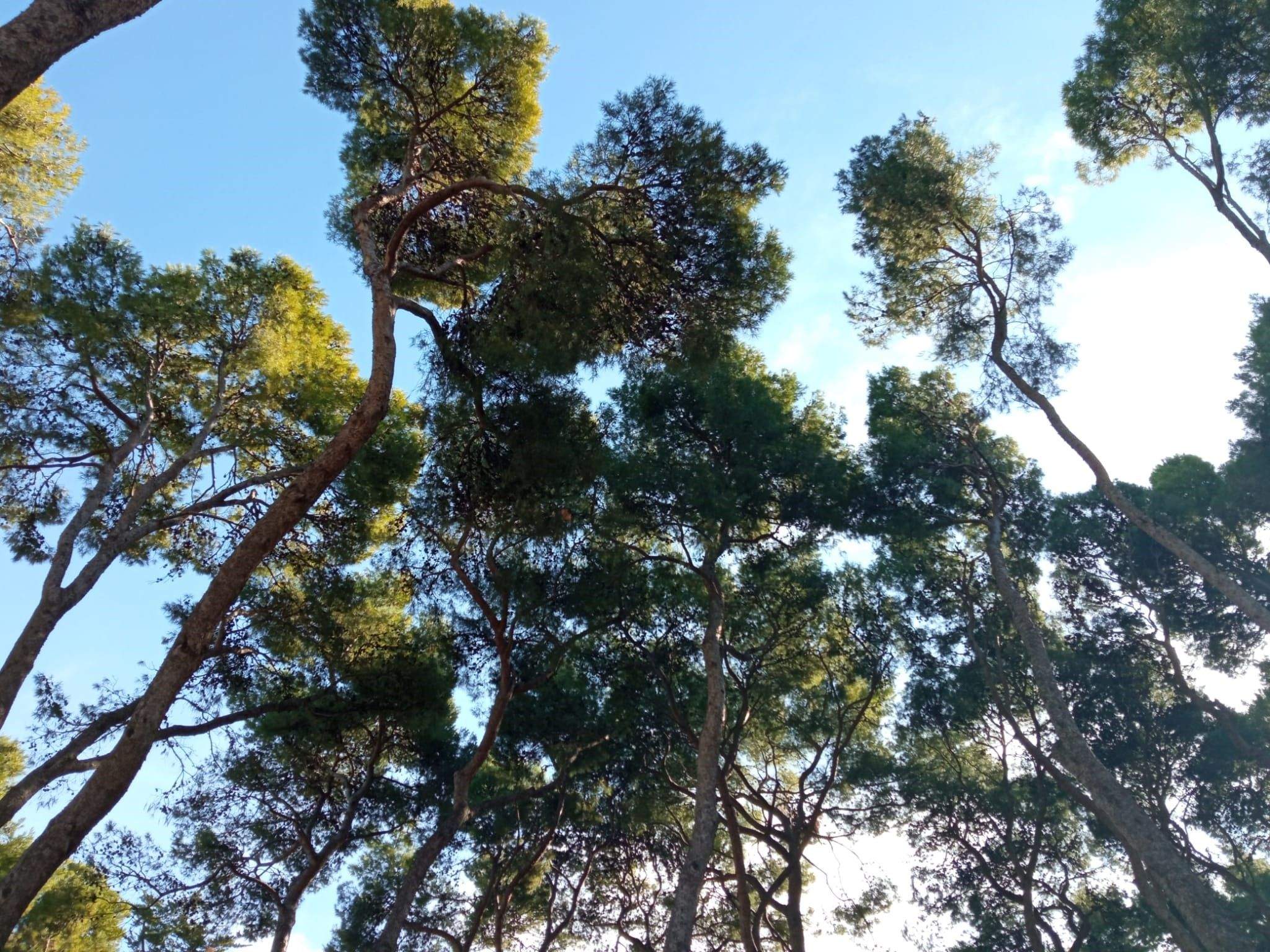 Árboles de la ciudad de Huesca