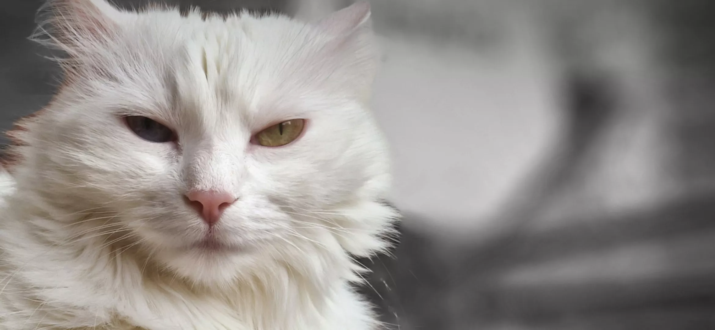 El Ayuntamiento de Huesca ha puesto en marcha una campaña de información y sensibilización sobre las colonias de gatos.