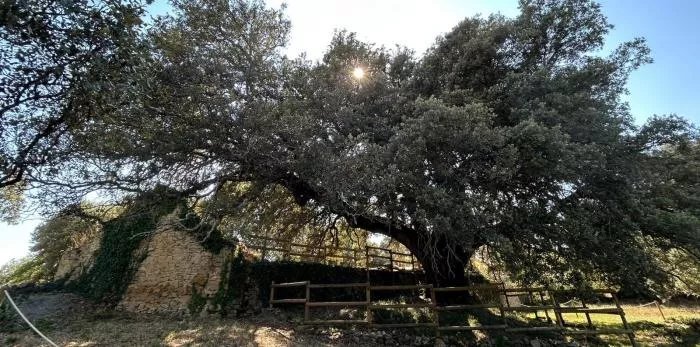 Juramento de los Fueros de Sobrarbe y la firma del convenio para el centro de visitantes de Lecina