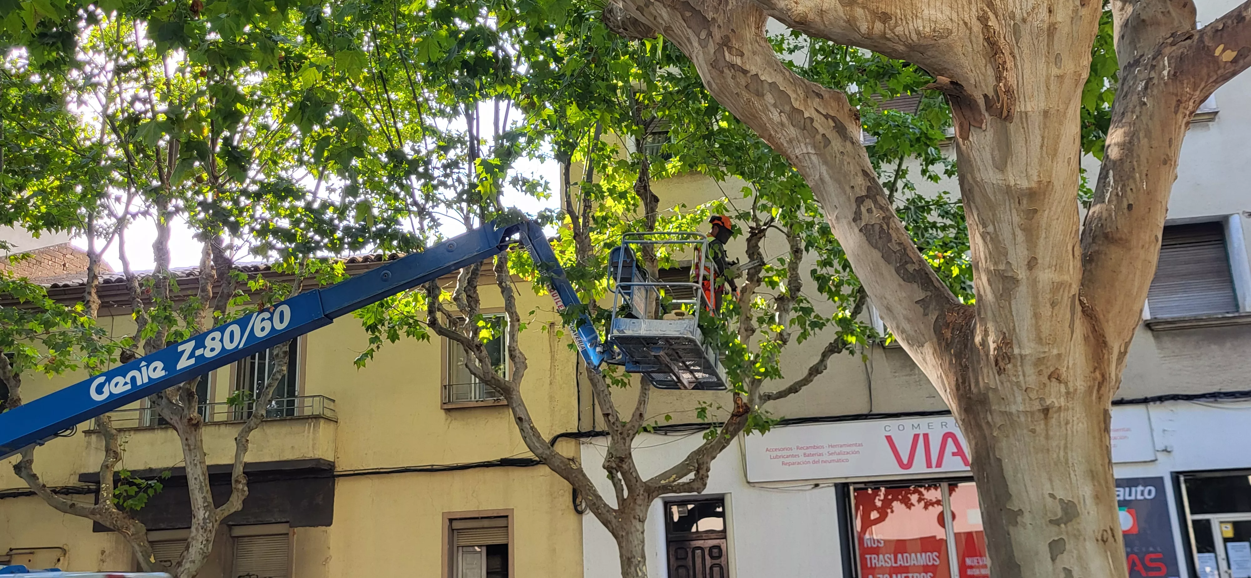 Tala de árboles en la avenida Martínez de Velasco dentro del plan urbanístico de Harineras. Foto Mercedes Manterola