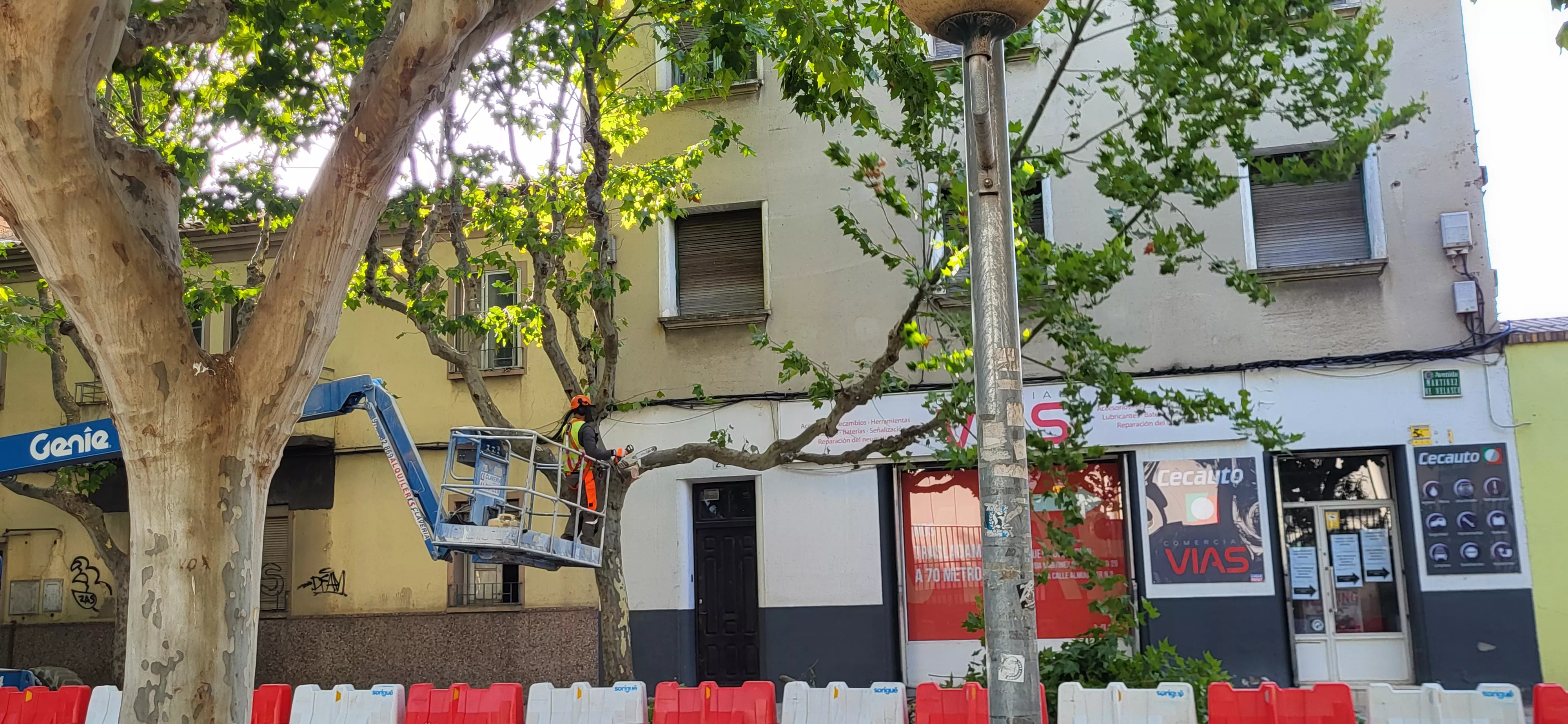 Tala de árboles en la avenida Martínez de Velasco dentro del plan urbanístico de Harineras. Foto Mercedes Manterola