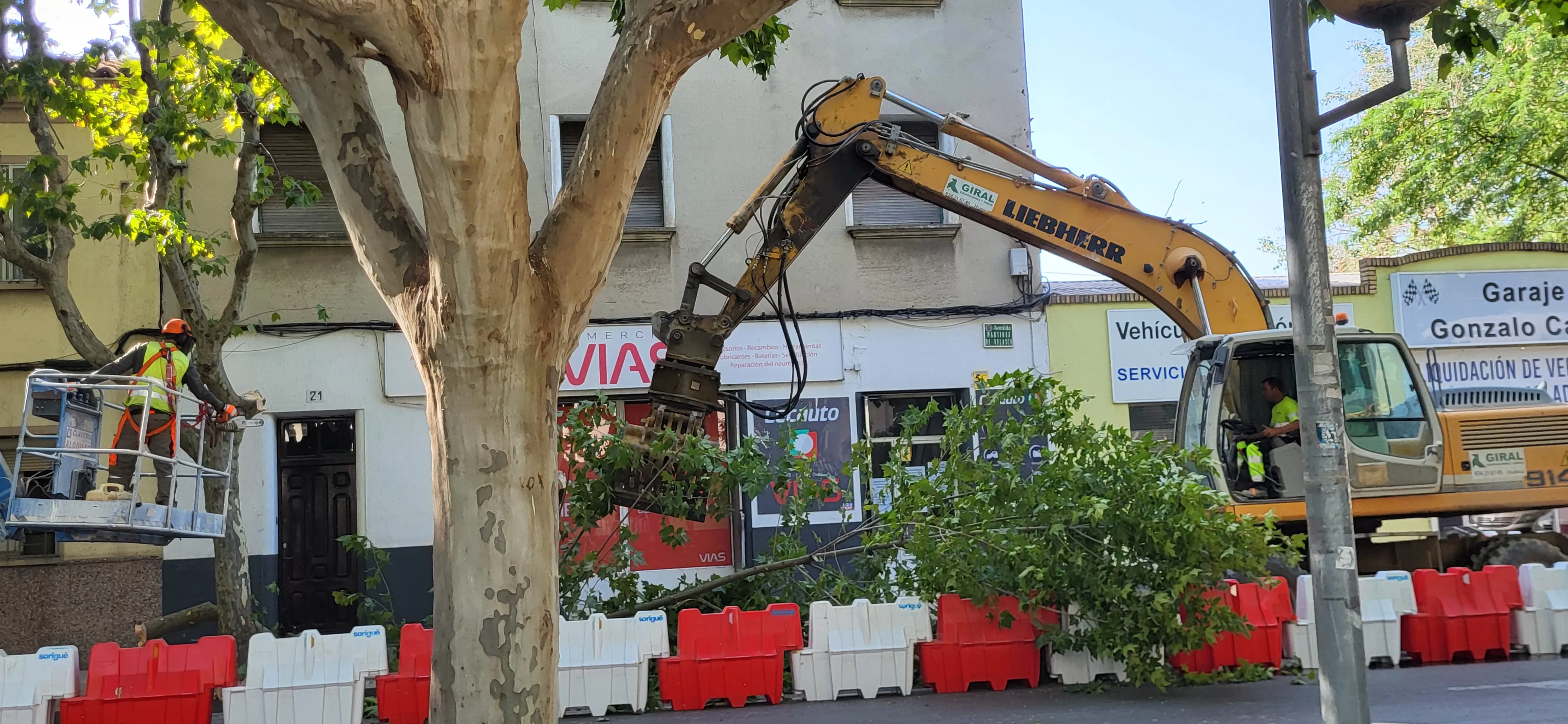 Tala de árboles en la avenida Martínez de Velasco dentro del plan urbanístico de Harineras. Foto Mercedes Manterola