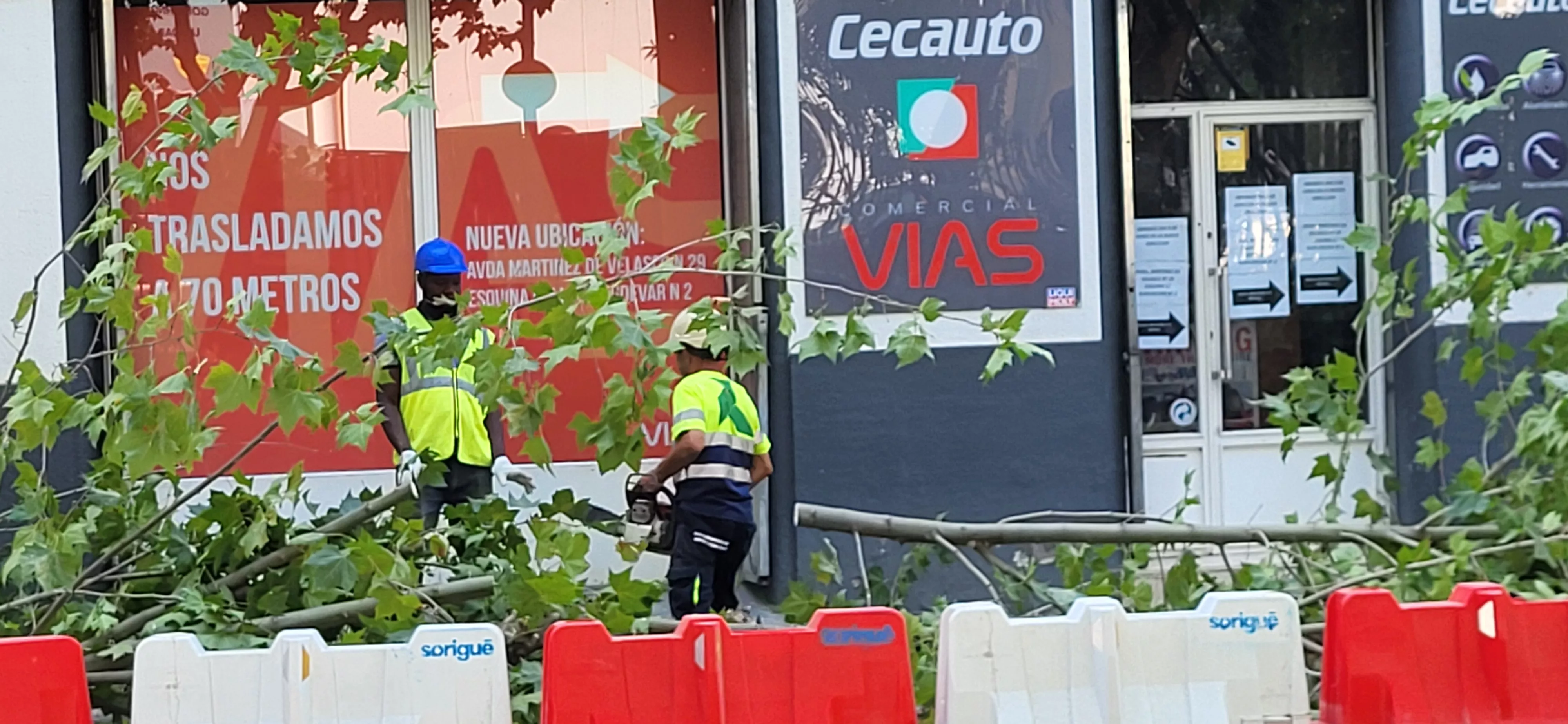Tala de árboles en la avenida Martínez de Velasco dentro del plan urbanístico de Harineras. Foto Mercedes Manterola
