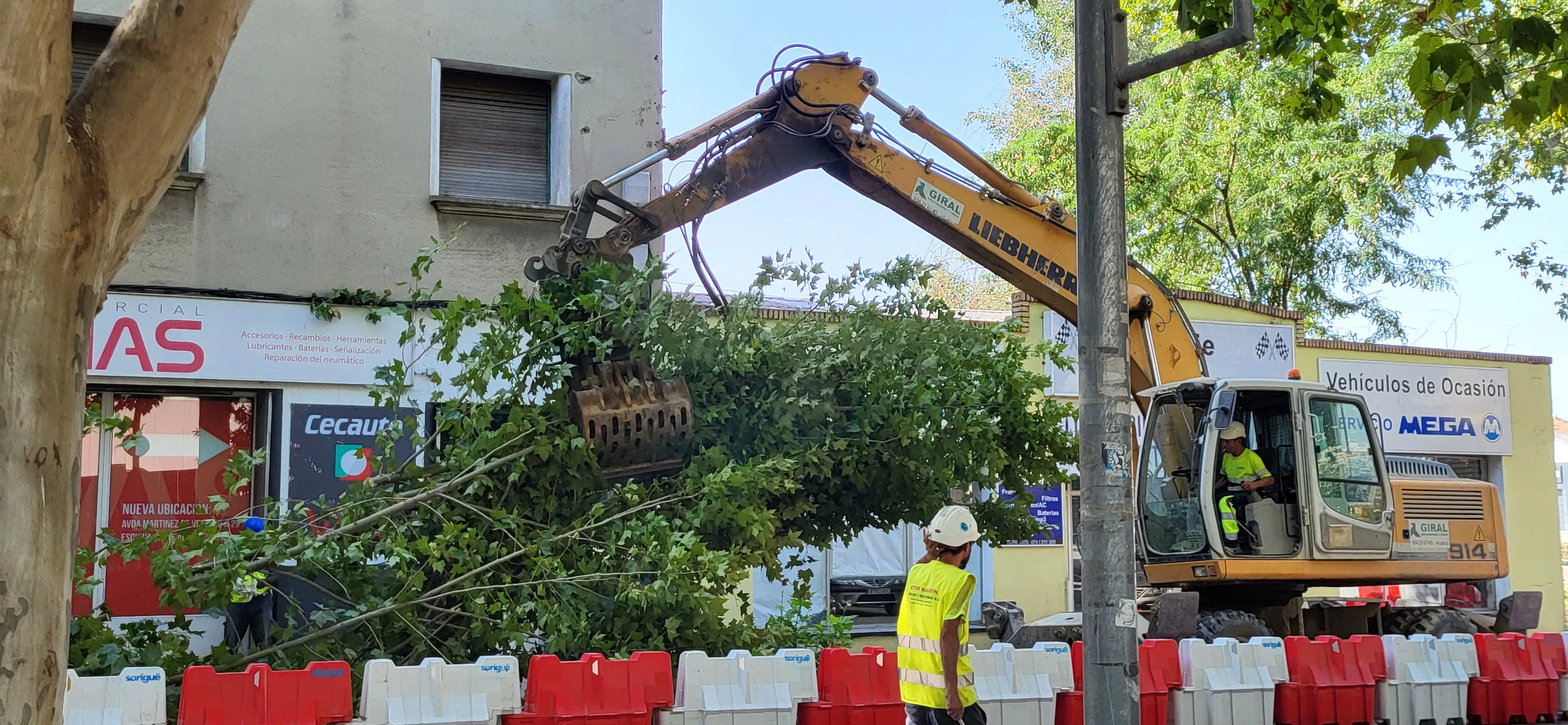 Tala de árboles en la avenida Martínez de Velasco dentro del plan urbanístico de Harineras. Foto Mercedes Manterola