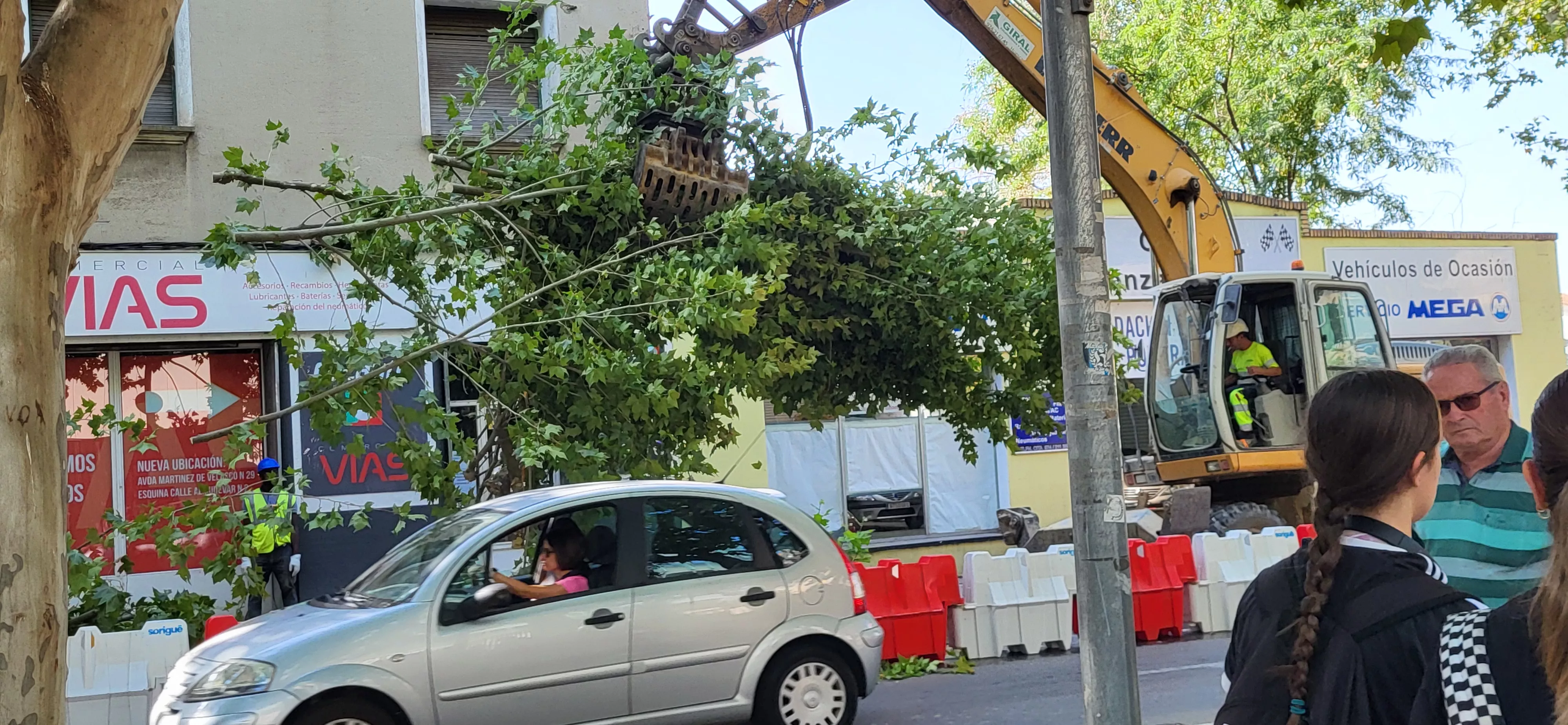 Tala de árboles en la avenida Martínez de Velasco dentro del plan urbanístico de Harineras. Foto Mercedes Manterola