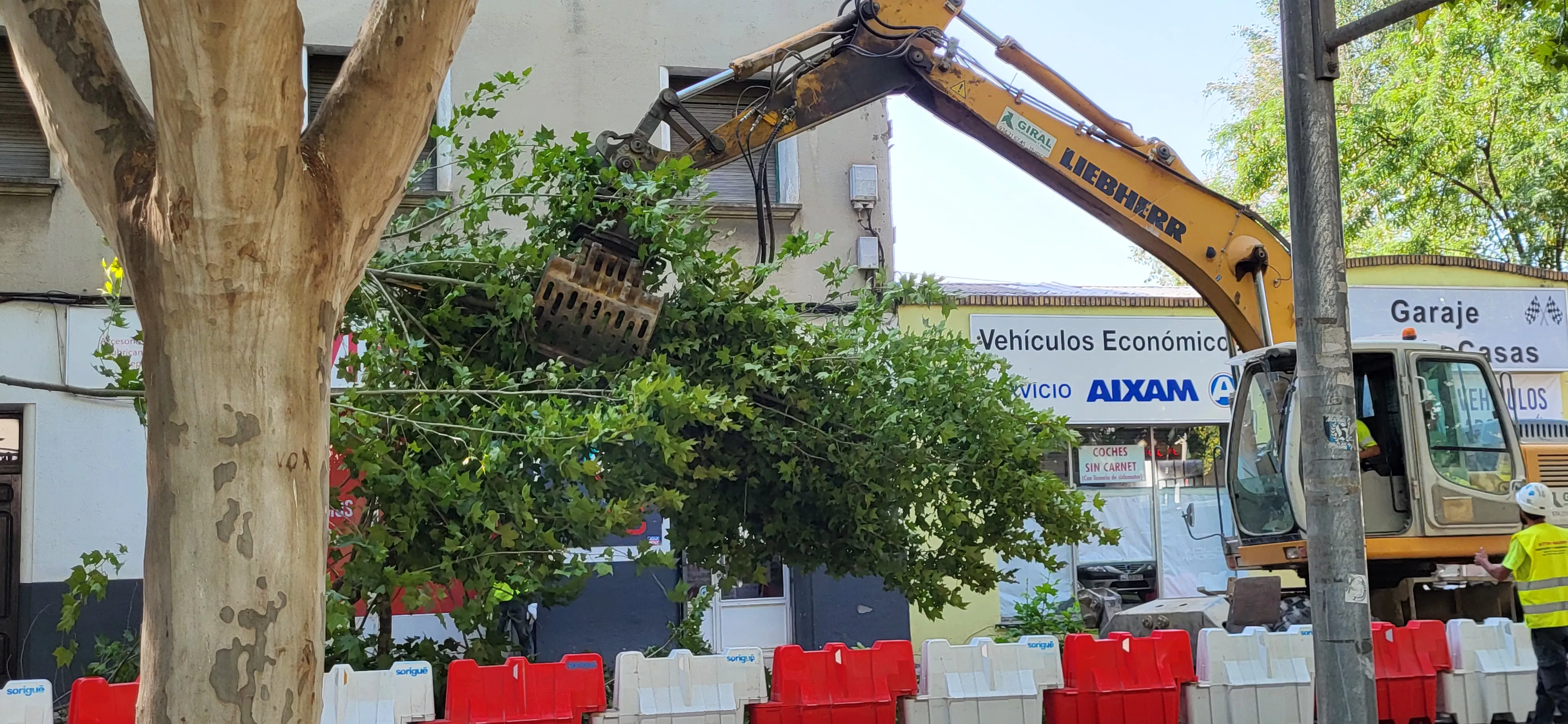Tala de árboles en la avenida Martínez de Velasco dentro del plan urbanístico de Harineras. Foto Mercedes Manterola