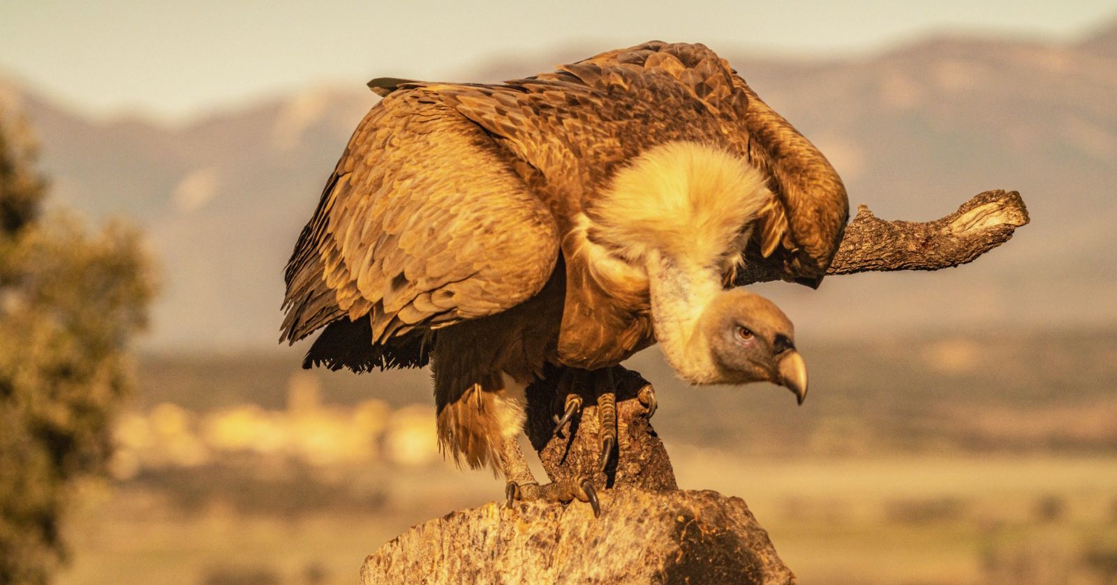 Aves en la zona del mirador de los buitres. Foto José Antonio Terrón