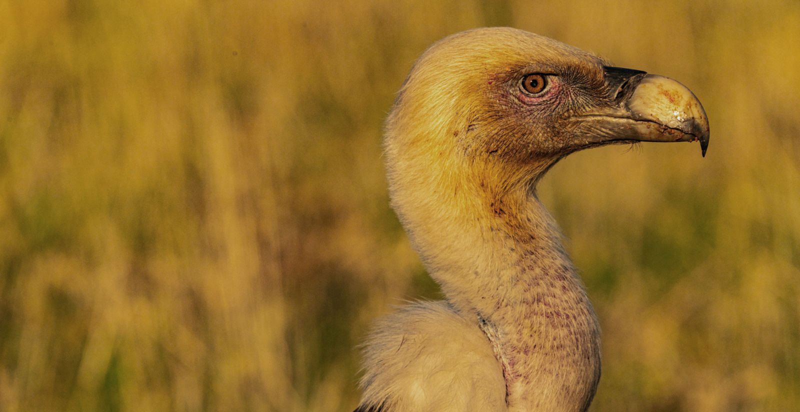 Aves en la zona del mirador de los buitres. Foto José Antonio Terrón