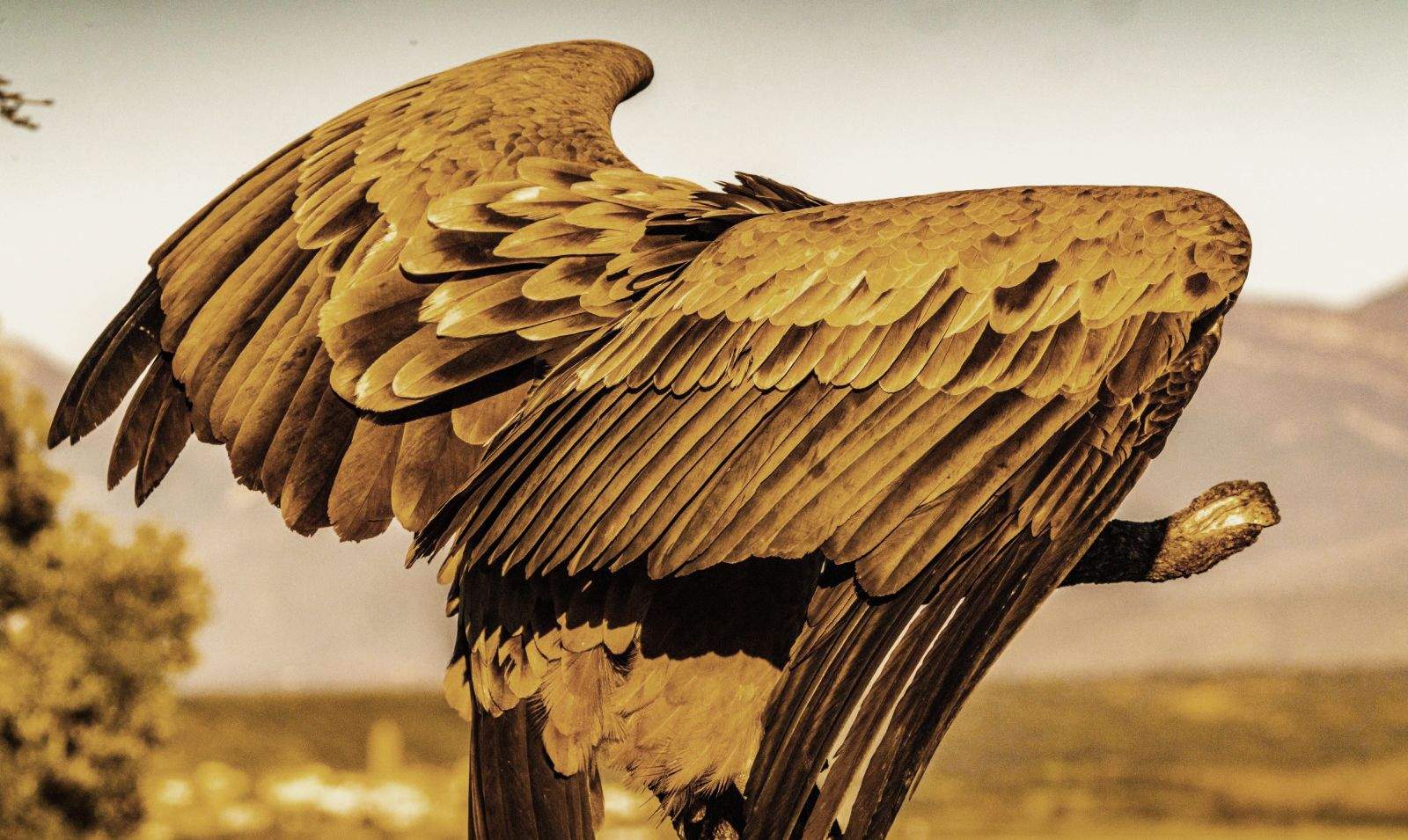 Aves en la zona del mirador de los buitres. Foto José Antonio Terrón