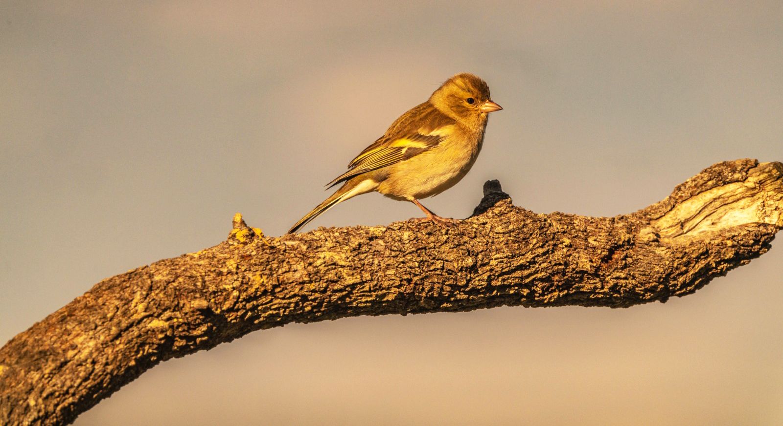 Aves en la zona del mirador de los buitres. Foto José Antonio Terrón