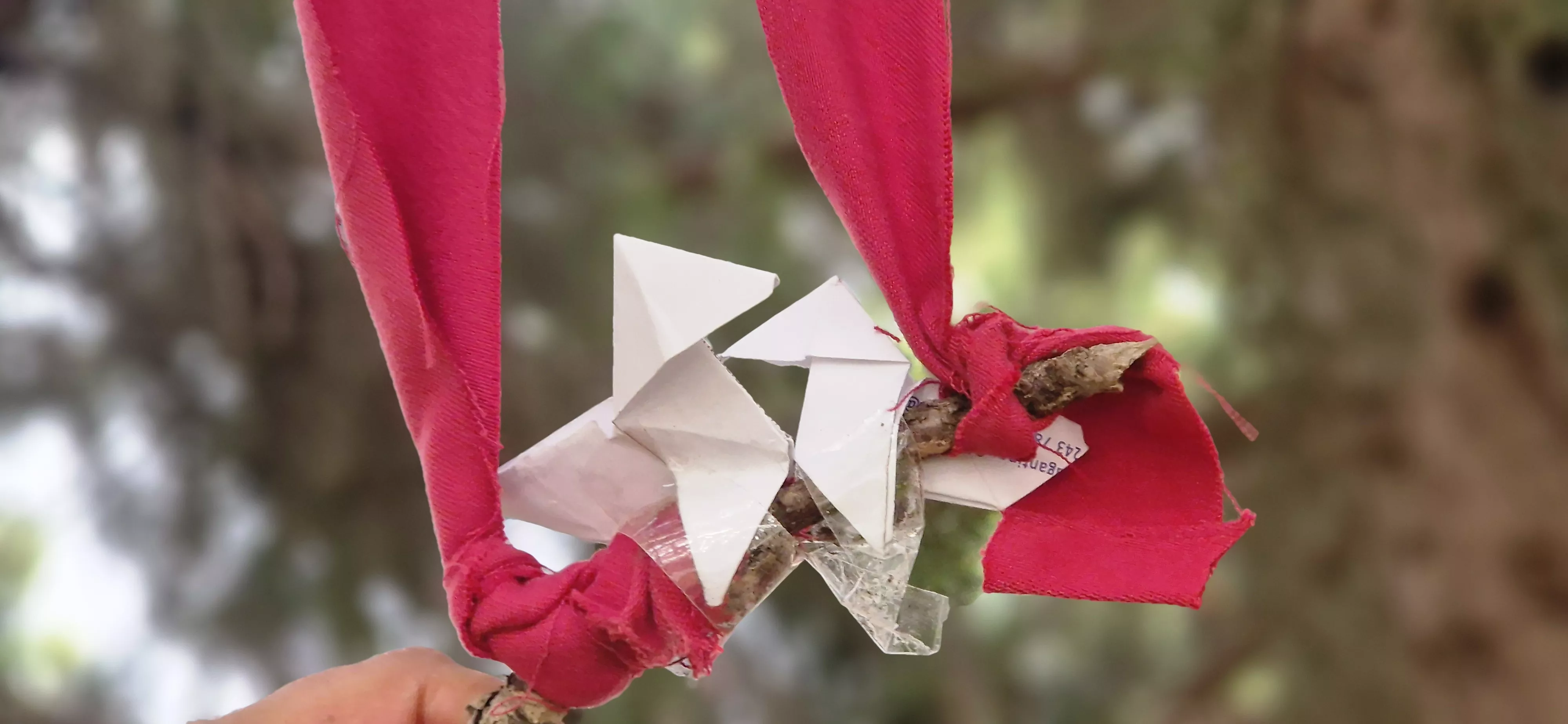 Árboles Vivos Huesca. Foto Myriam Martínez 