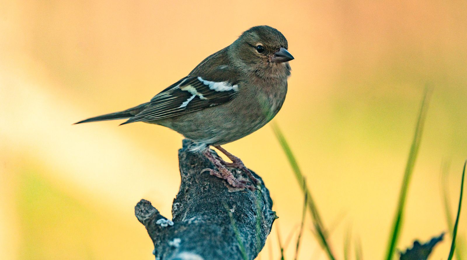 Aves en la zona del mirador de los buitres. Foto José Antonio Terrón