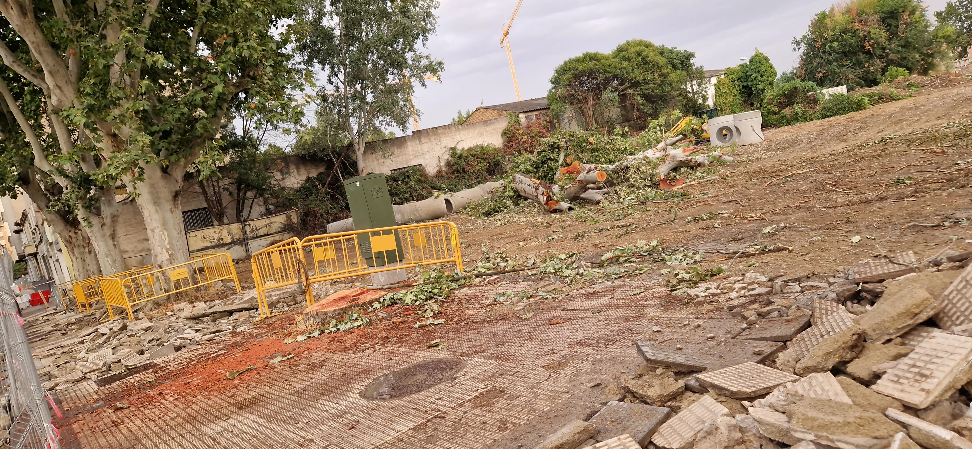 Árboles talados en Martínez de Velasco. Foto Myriam Martínez 