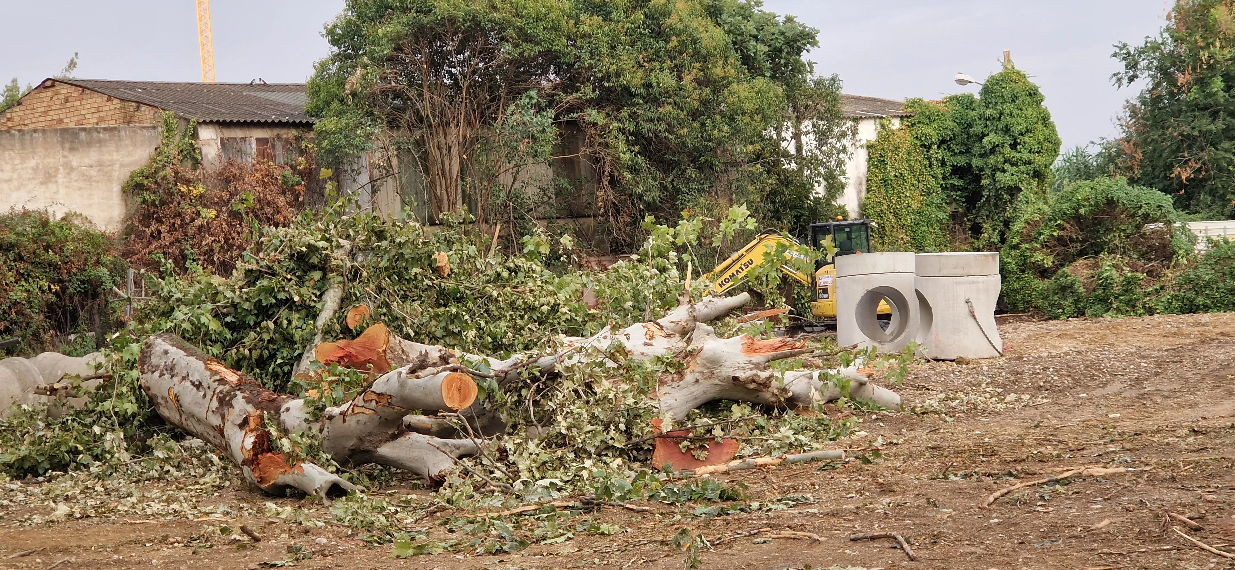 Árboles talados de la calle Martínez de Velasco. Foto Myriam Martínez 