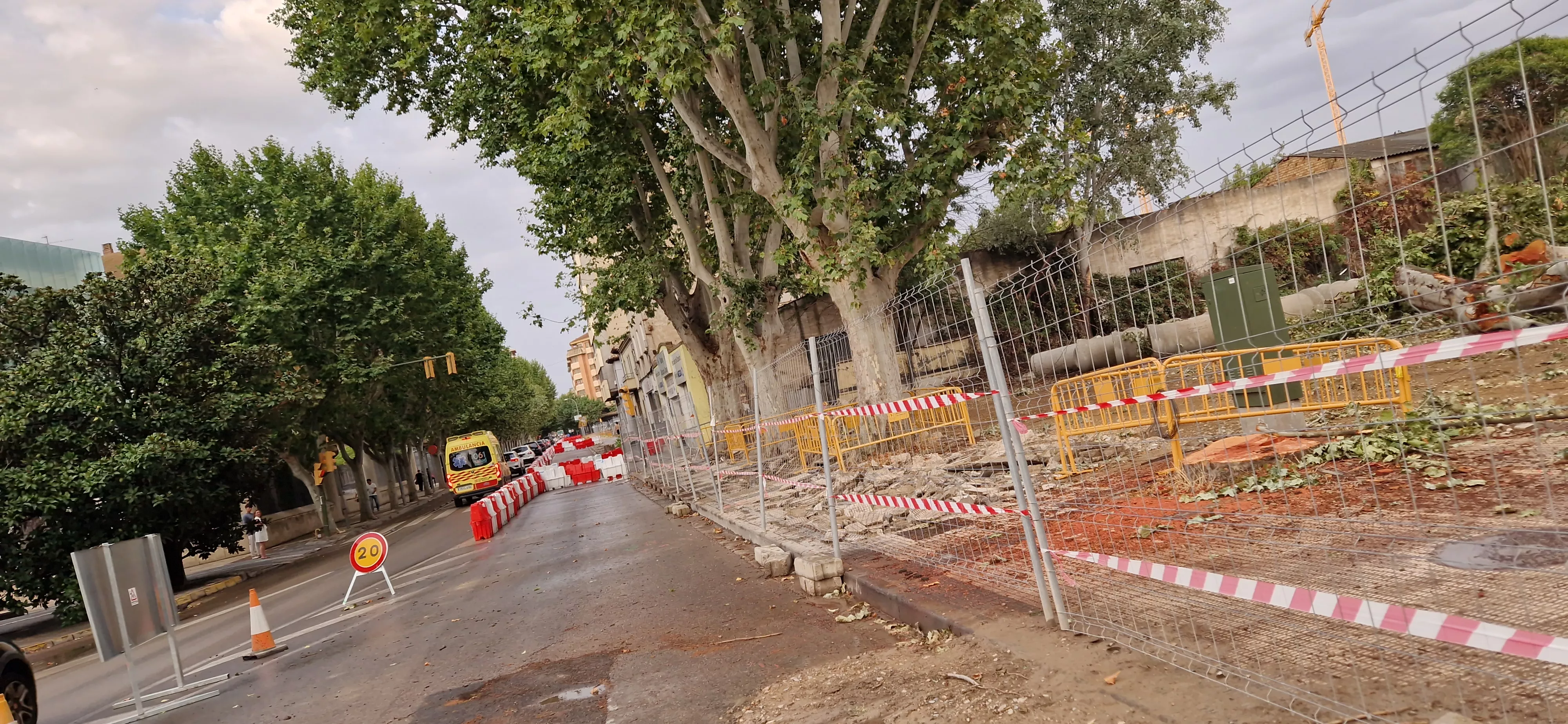 Árboles talados en Martínez de Velasco. Foto Myriam Martínez 