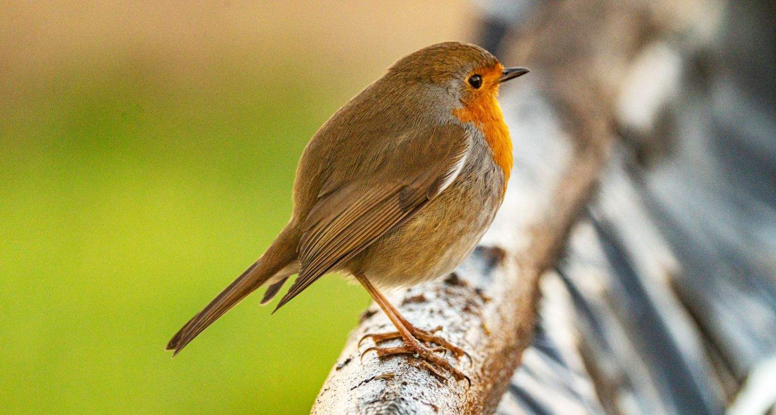 Aves en la zona del mirador de los buitres. Foto José Antonio Terrón
