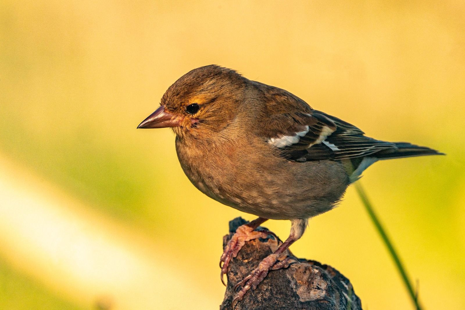 Aves en la zona del mirador de los buitres. Foto José Antonio Terrón