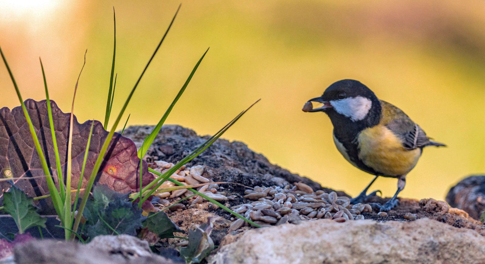 Aves en la zona del mirador de los buitres. Foto José Antonio Terrón