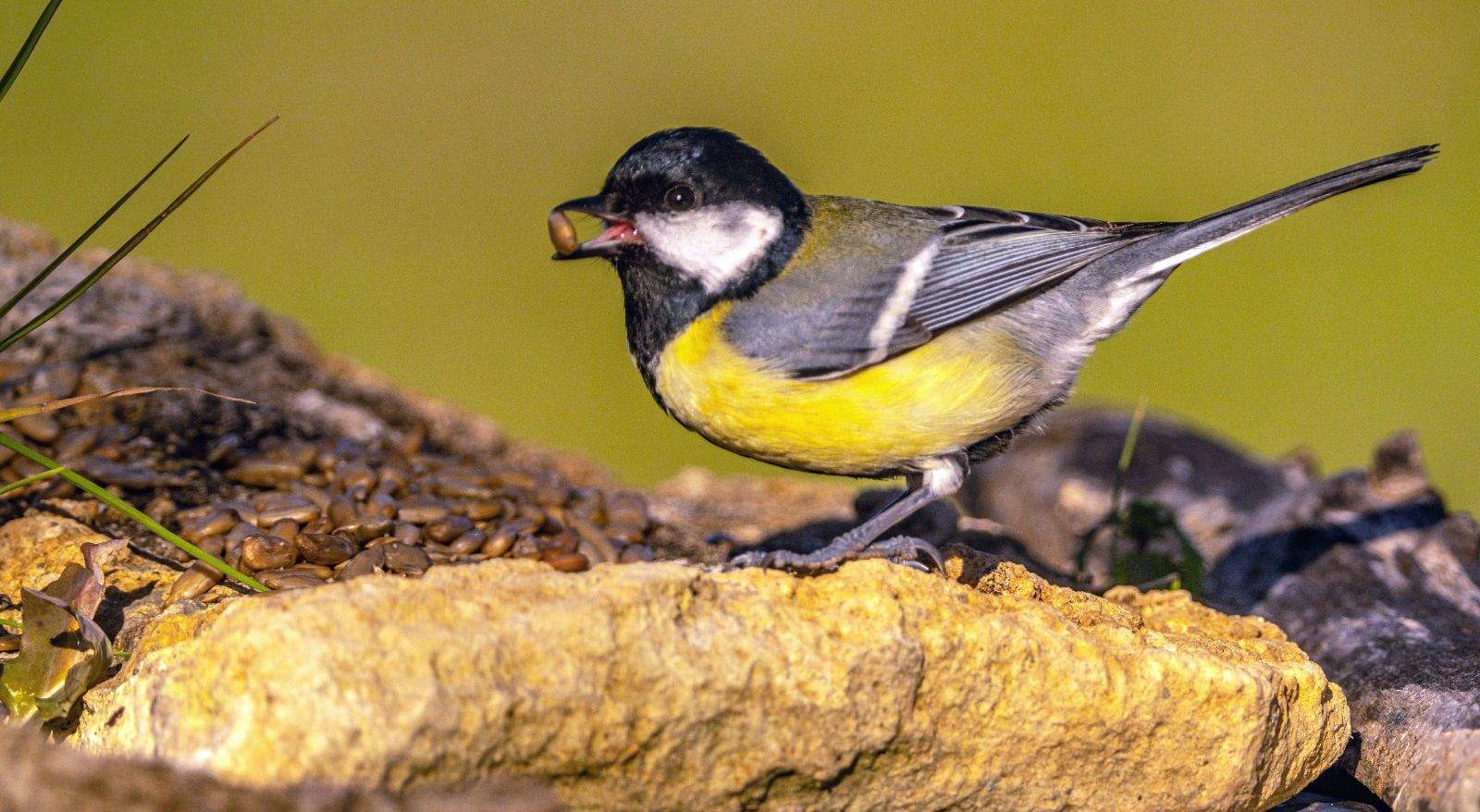 Aves en la zona del mirador de los buitres. Foto José Antonio Terrón