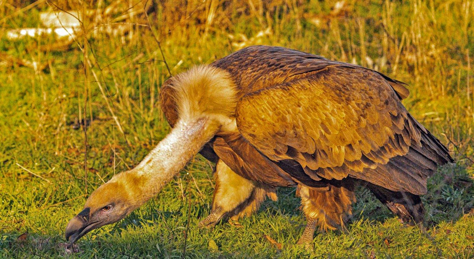 Aves en la zona del mirador de los buitres. Foto José Antonio Terrón