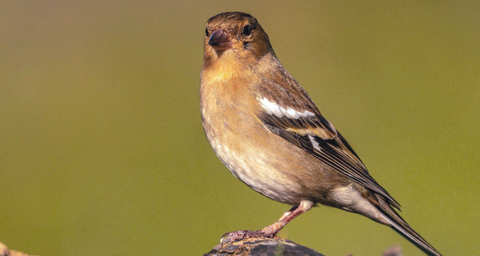 Aves en la zona del mirador de los buitres. Foto José Antonio Terrón