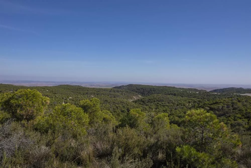 Vista de bosques de Ontiñena.