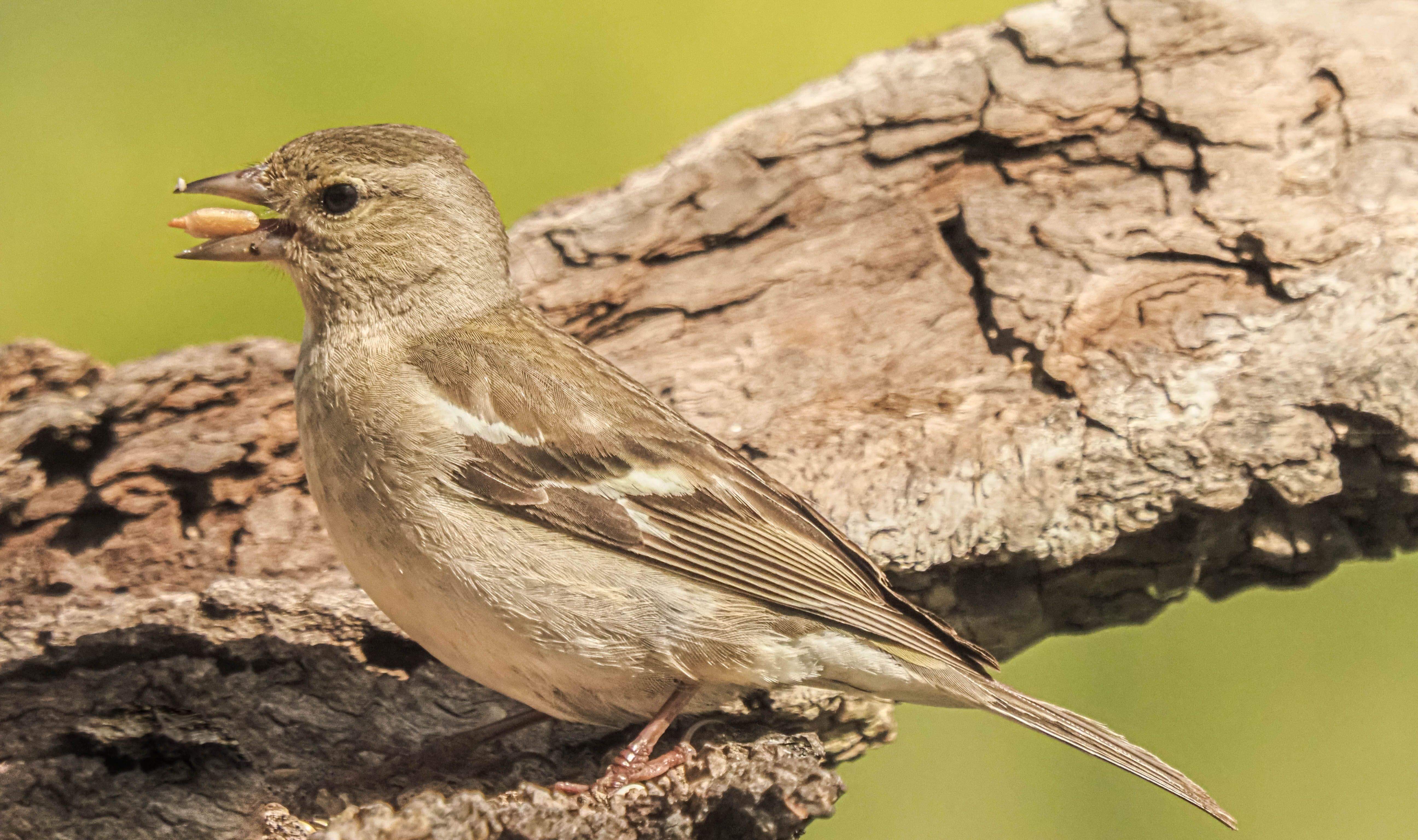 Aves en la zona del mirador de los buitres. Foto José Antonio Terrón