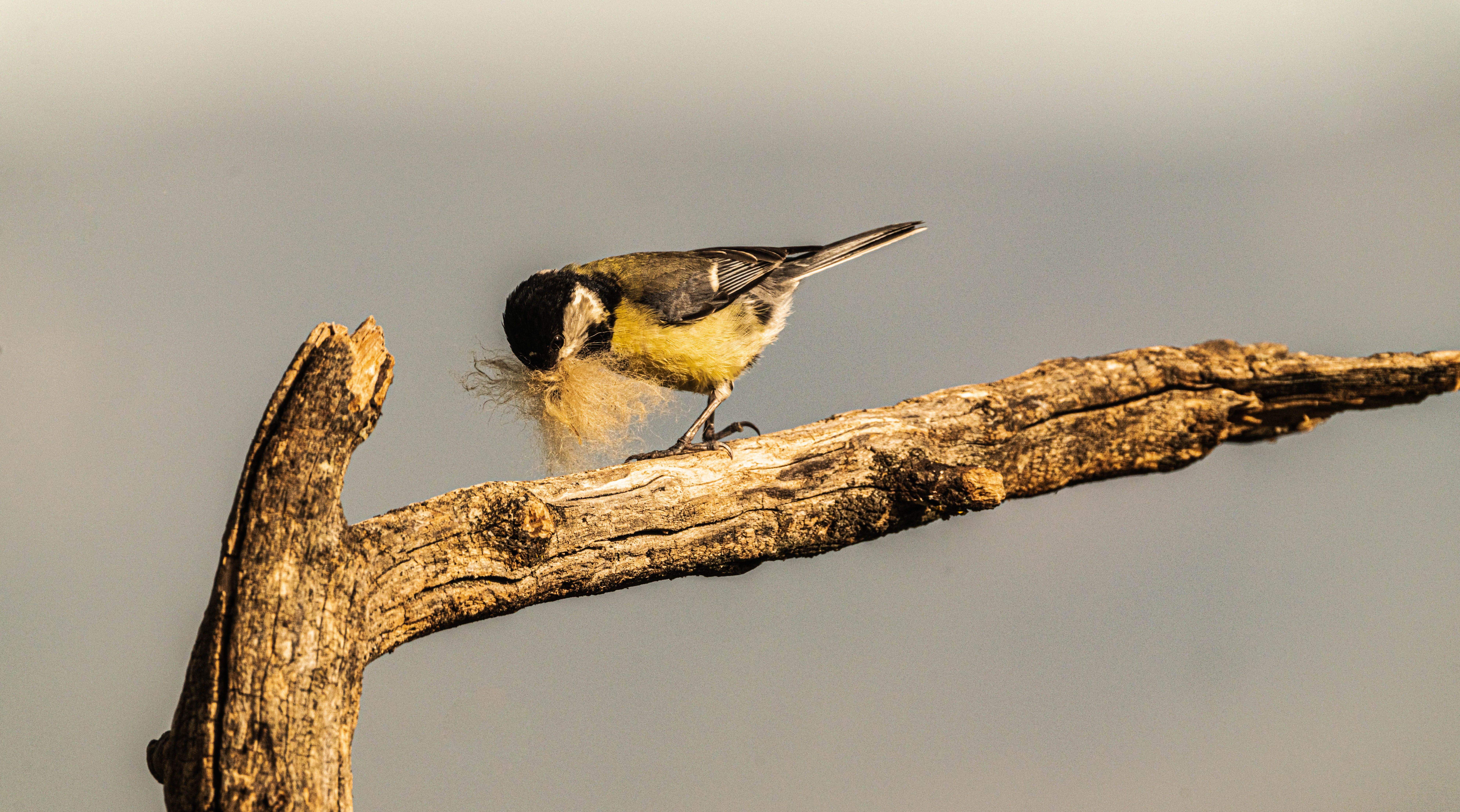 Aves en la zona del mirador de los buitres. Foto José Antonio Terrón
