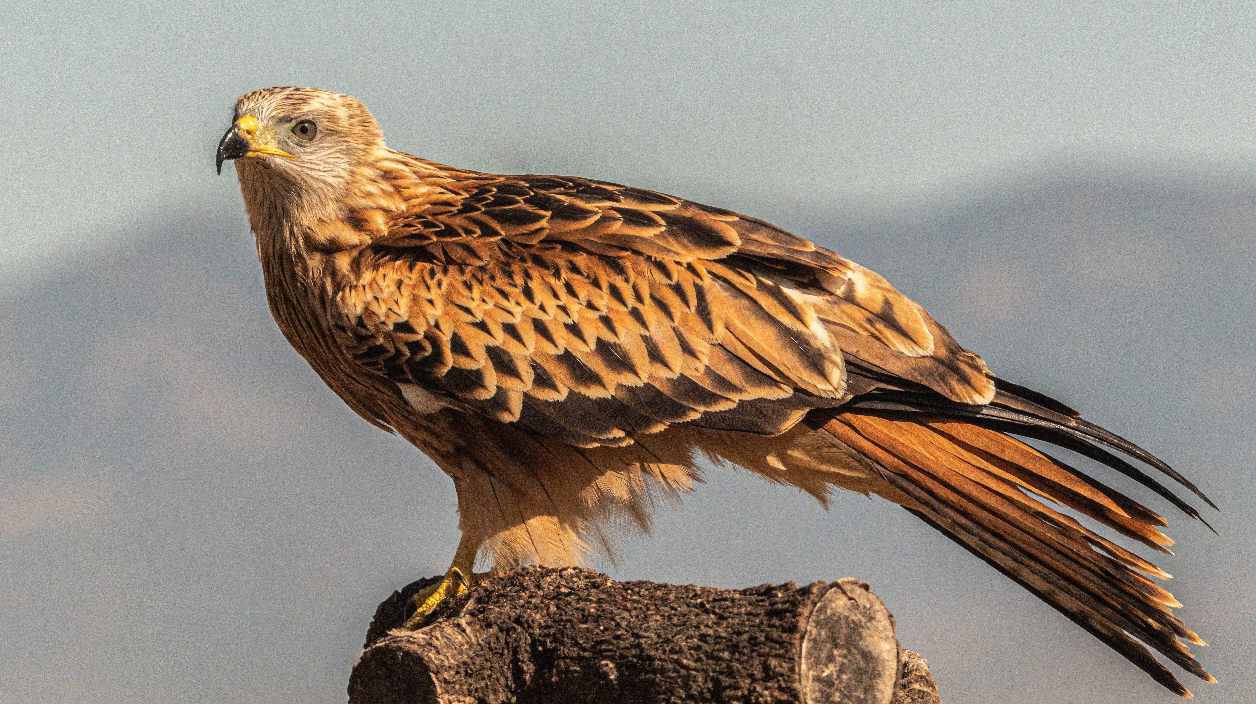 Aves en la zona del mirador de los buitres. Foto José Antonio Terrón