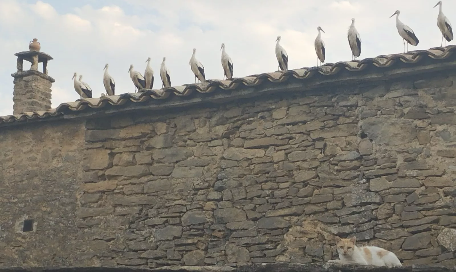 Doce cigüeñas y un gato en Lecina