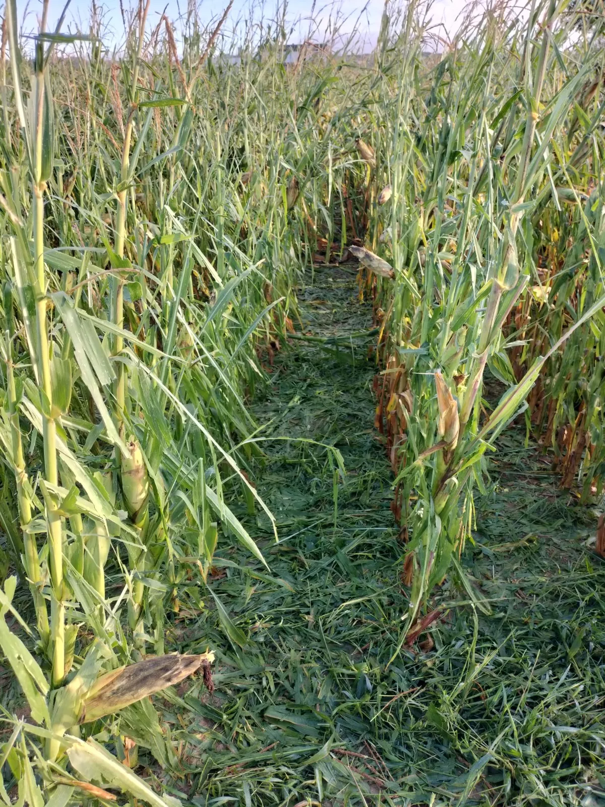 Daños del temporal en Binéfar y Barbastro