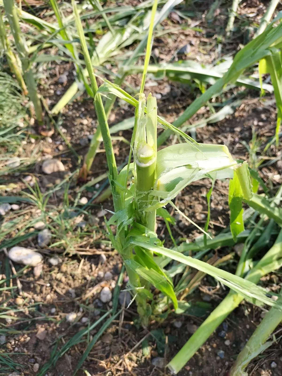 Daños del temporal en Binéfar y Barbastro
