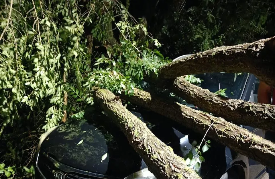 El coche de la alcaldesa de Albelda con el árbol encima