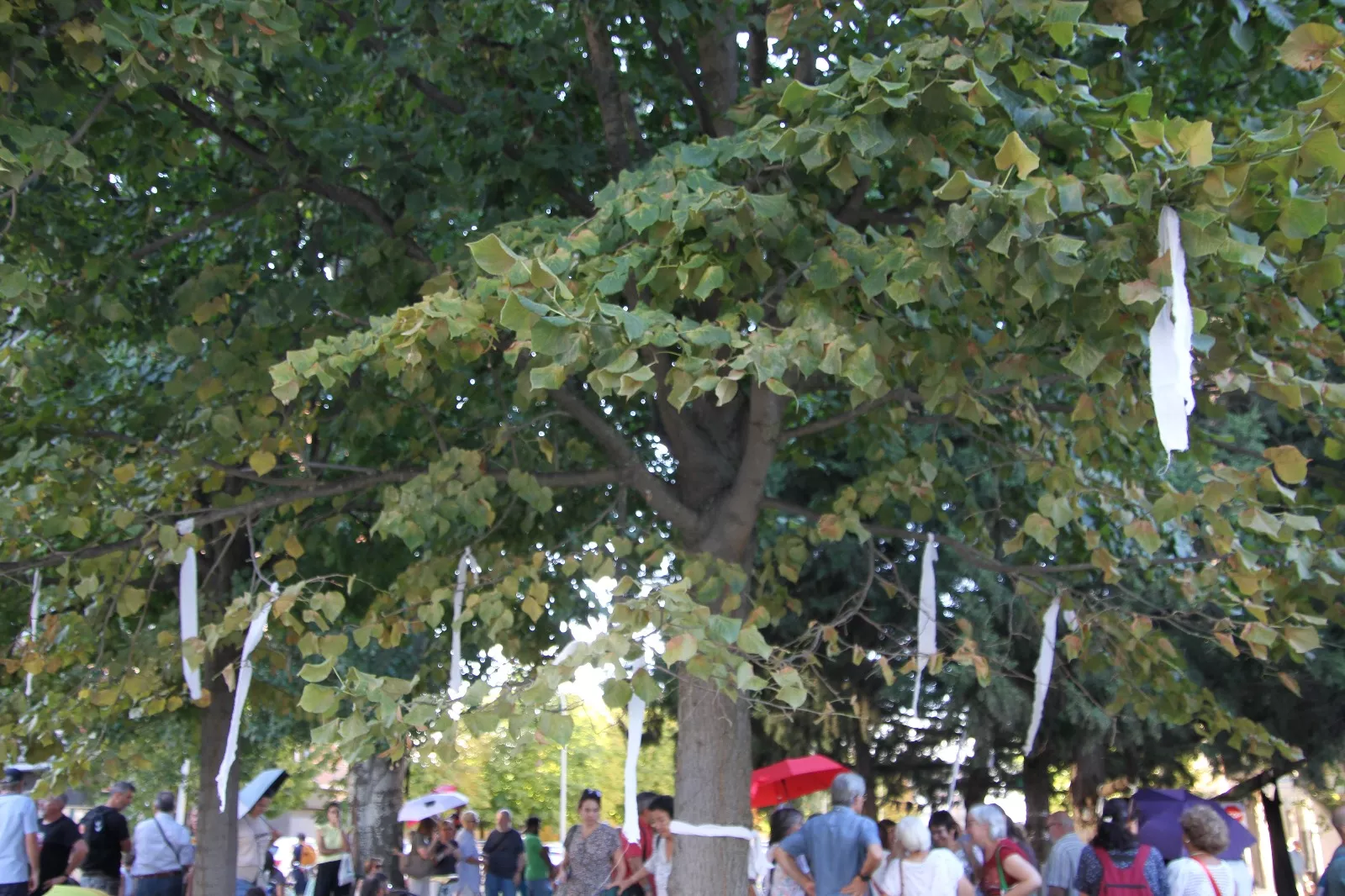 Nueva protesta contra la tala convocada por la Plataforma Árboles Vivos. Foto Carlos Neofato