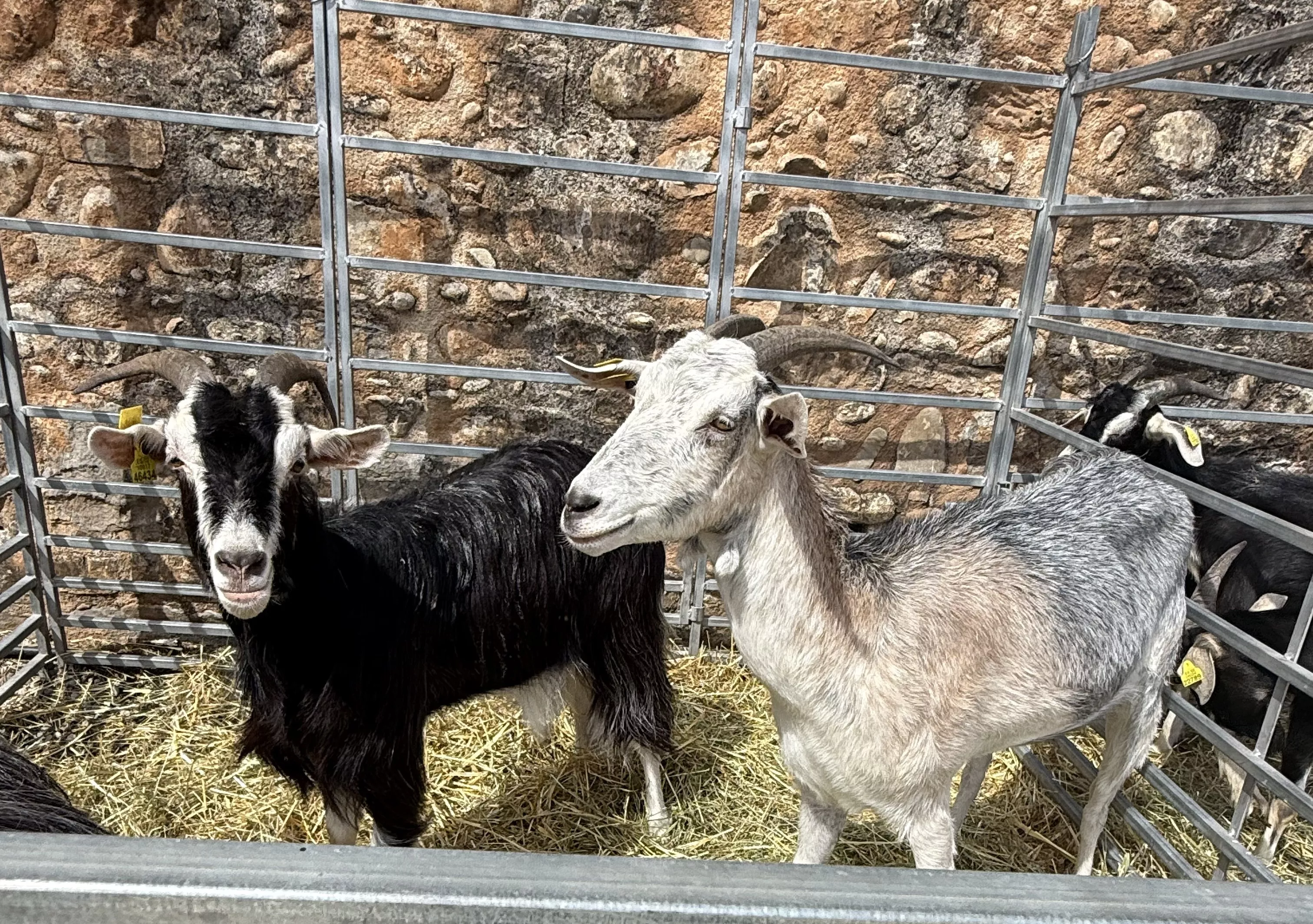 Expositor de cabras de la Expoferia de Sobrarbe.
