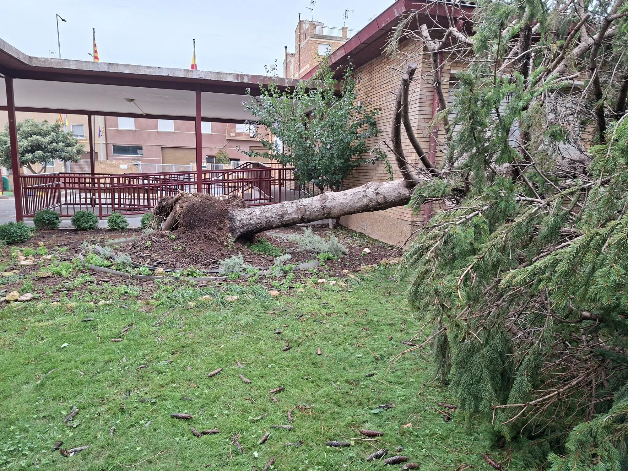 Árbol caído en el colegio Víctor Mendoza de Binéfar.