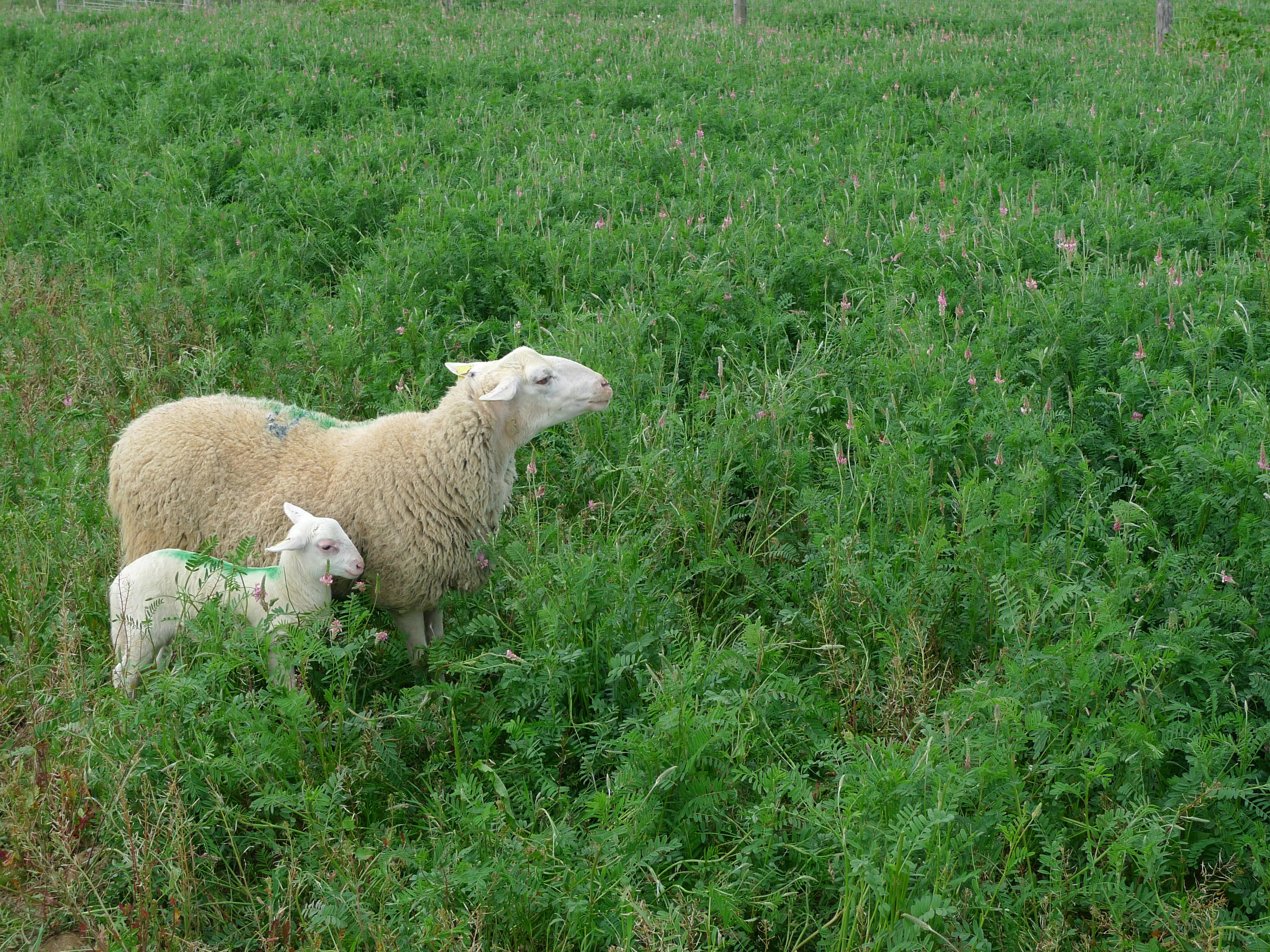 Agricultura recuerda la importancia de vacunar frente a la lengua azul tras confirmar un caso en Abizanda. Agricultura recuerda la importancia de vacunar frente a la lengua azul tras confirmar un caso en Abizanda.